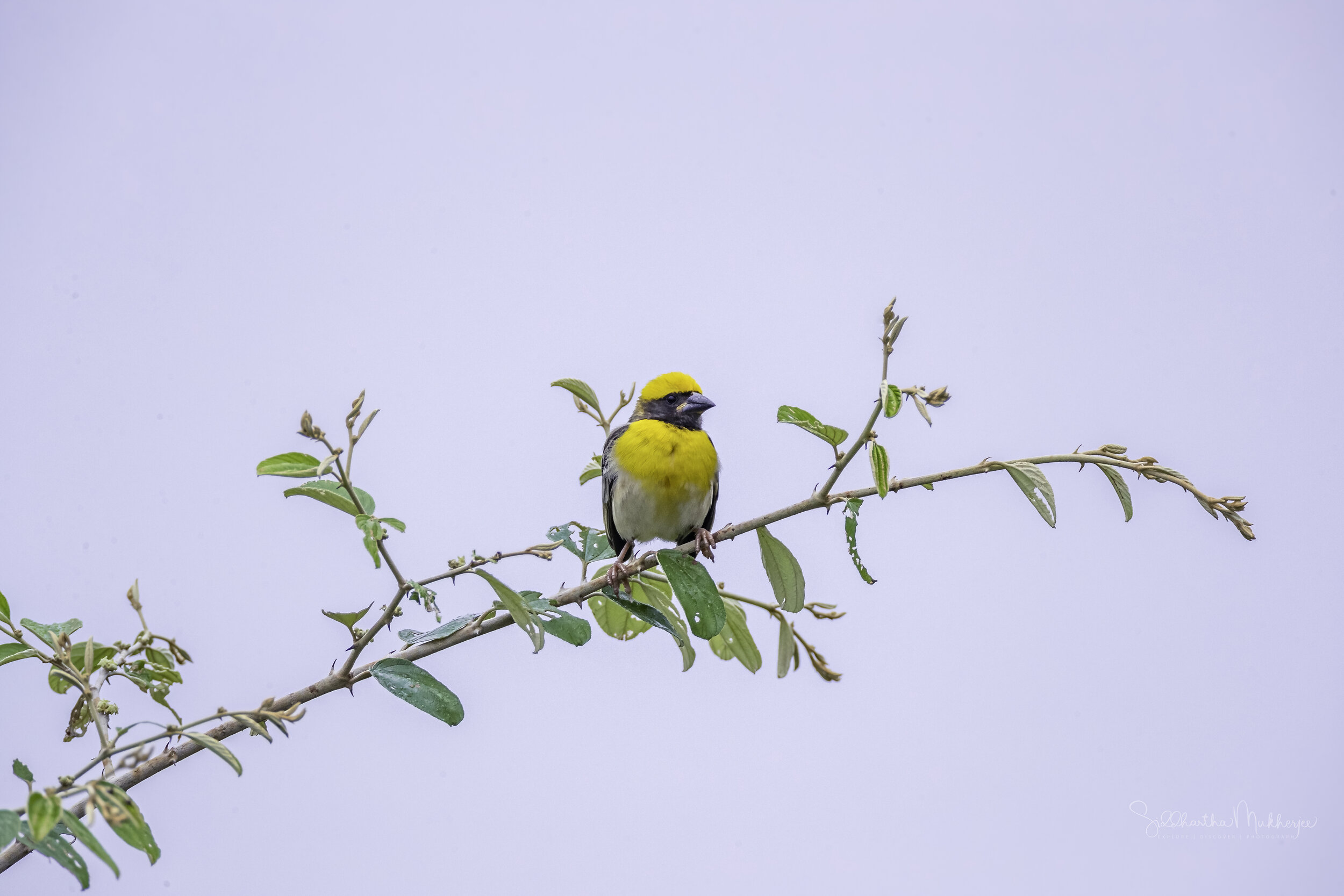  Indian Baya Weaver ( Ploceus philippinus philippinus ) 