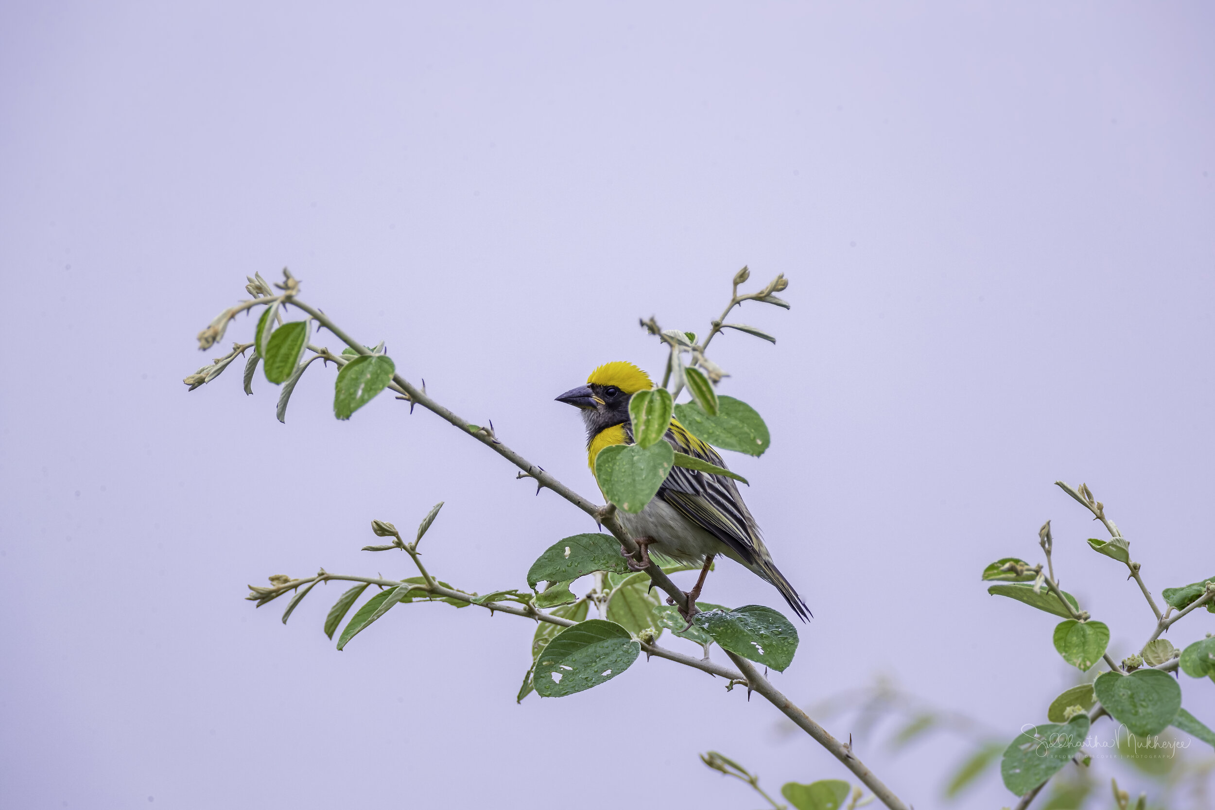  Indian Baya Weaver ( Ploceus philippinus philippinus ) 