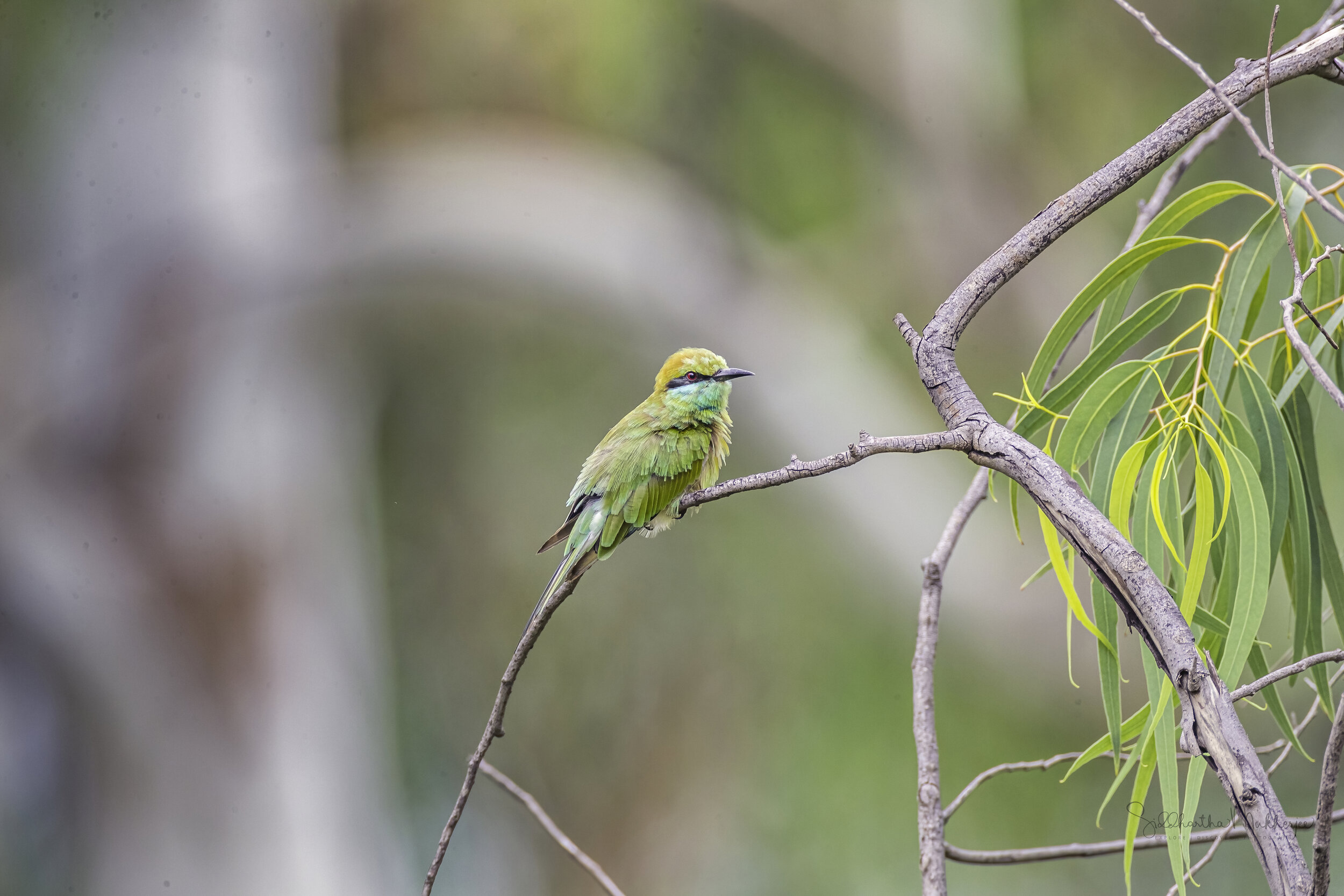  Asian Green Bee-eater/ Little Green Bee-eater ( Merops orientalis ) 