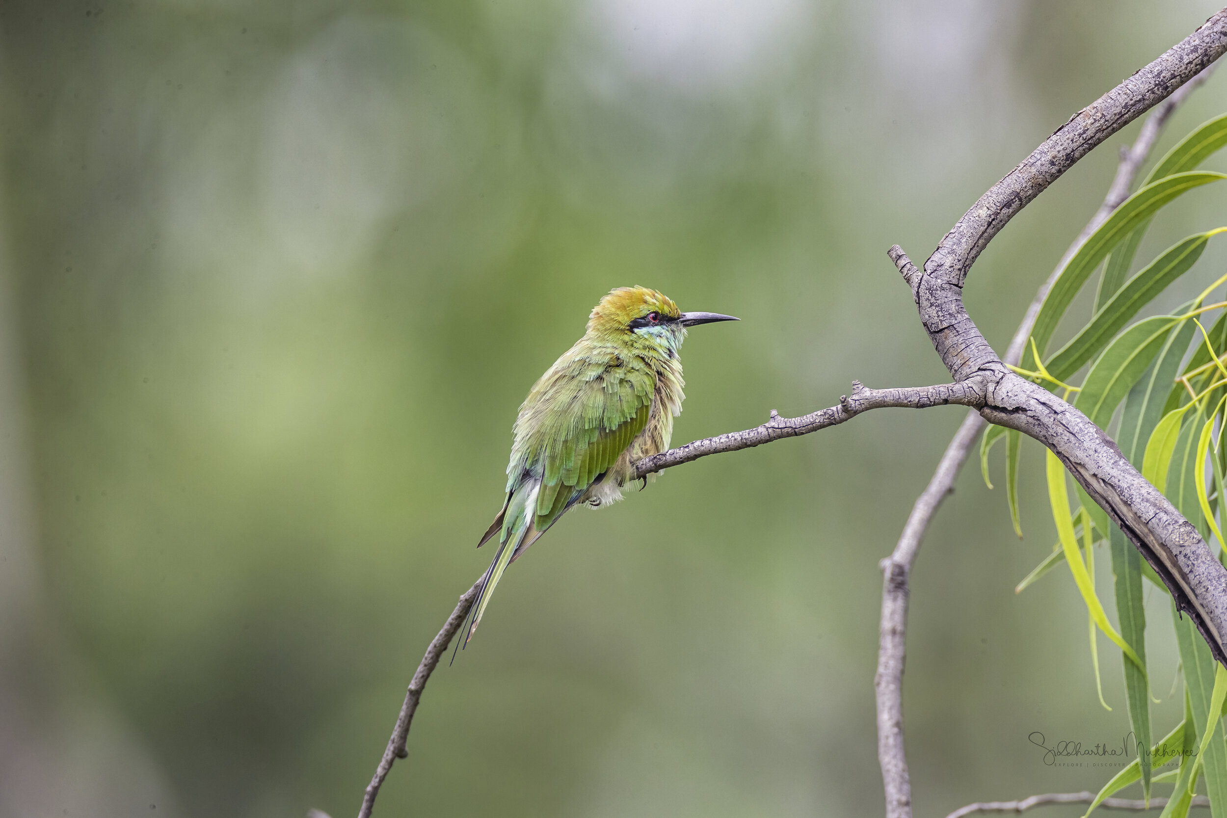  Asian Green Bee-eater/ Little Green Bee-eater ( Merops orientalis ) 