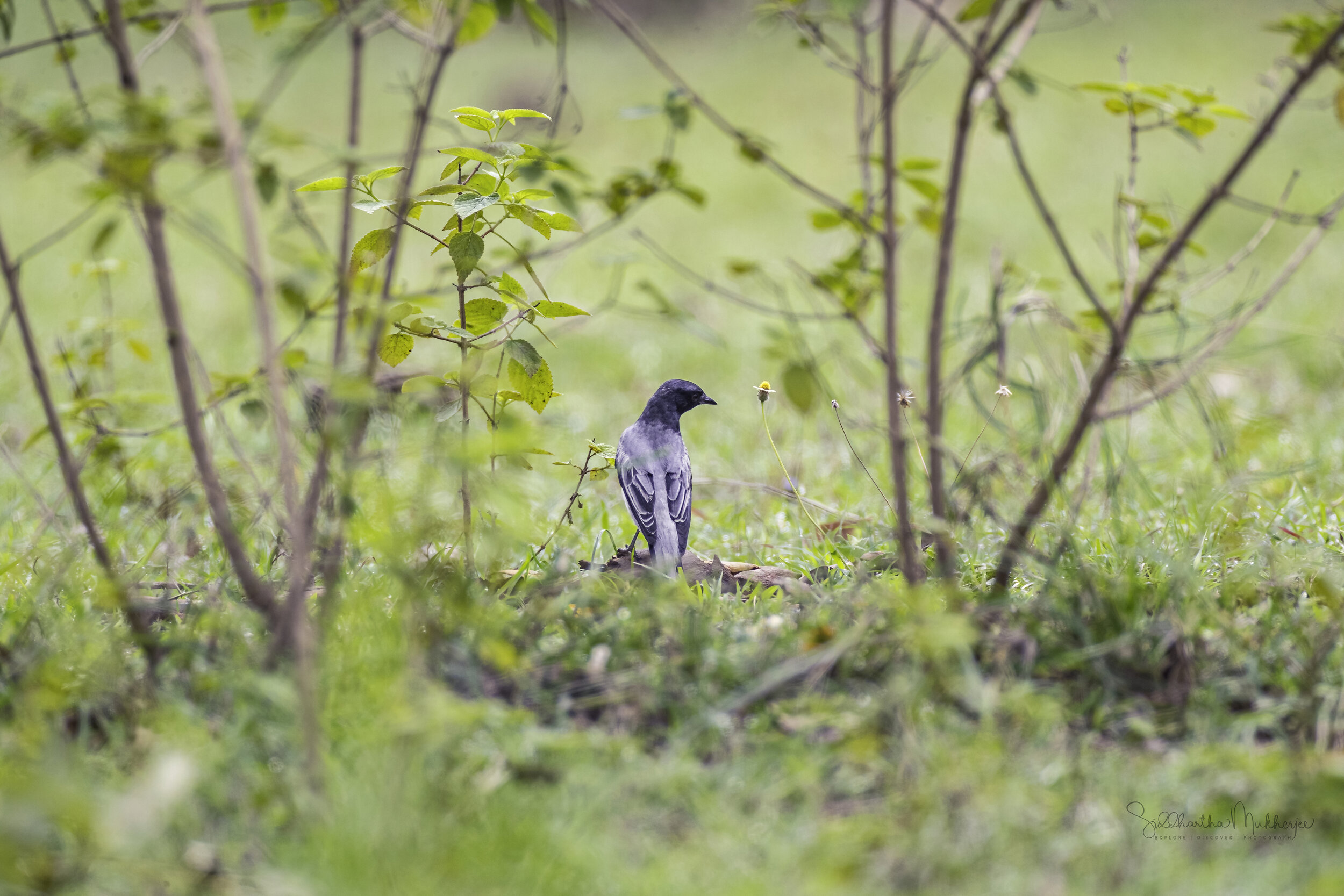  Black-headed Cuckooshrike ( Lalage melanoptera ) 