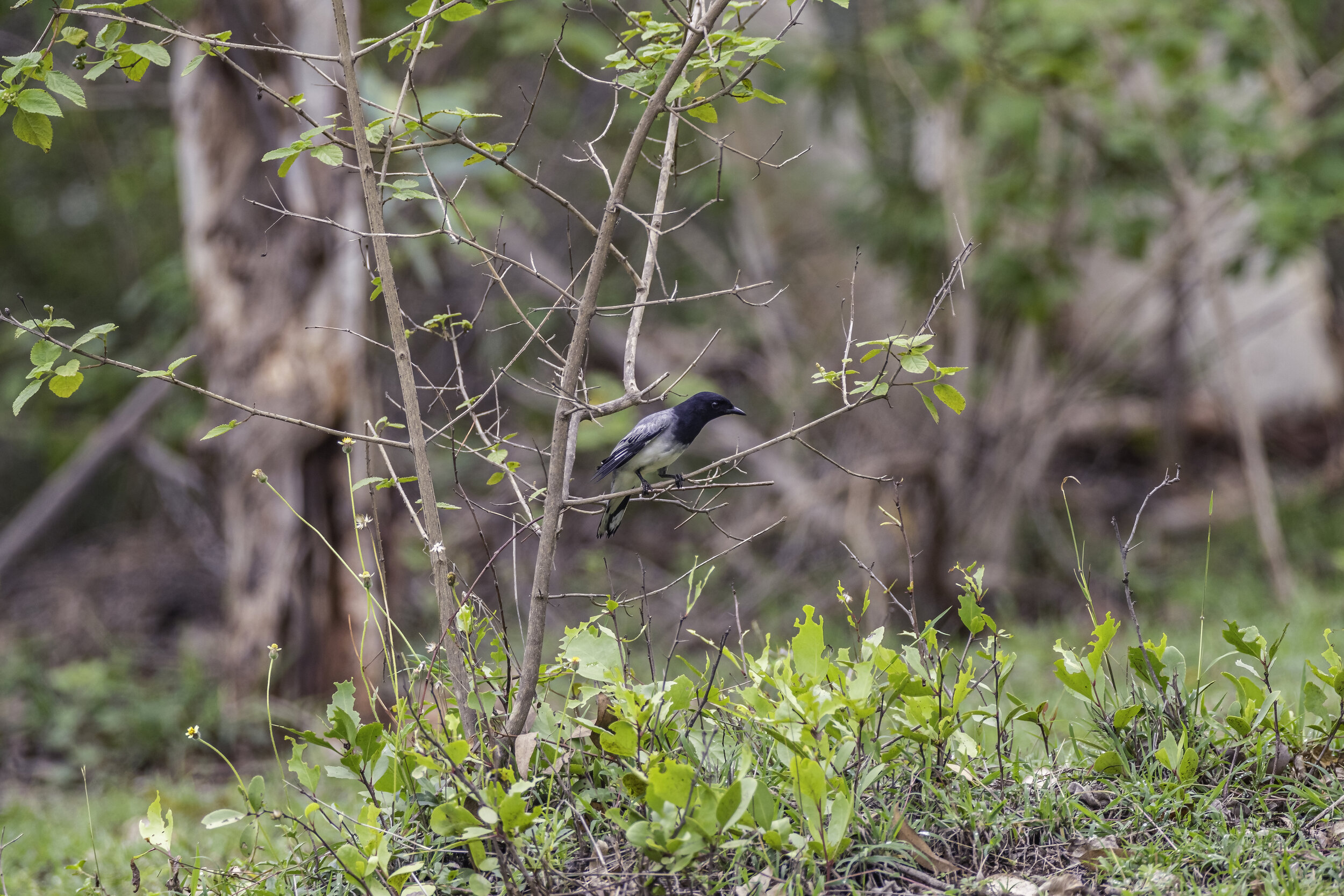  Black-headed Cuckooshrike ( Lalage melanoptera ) 