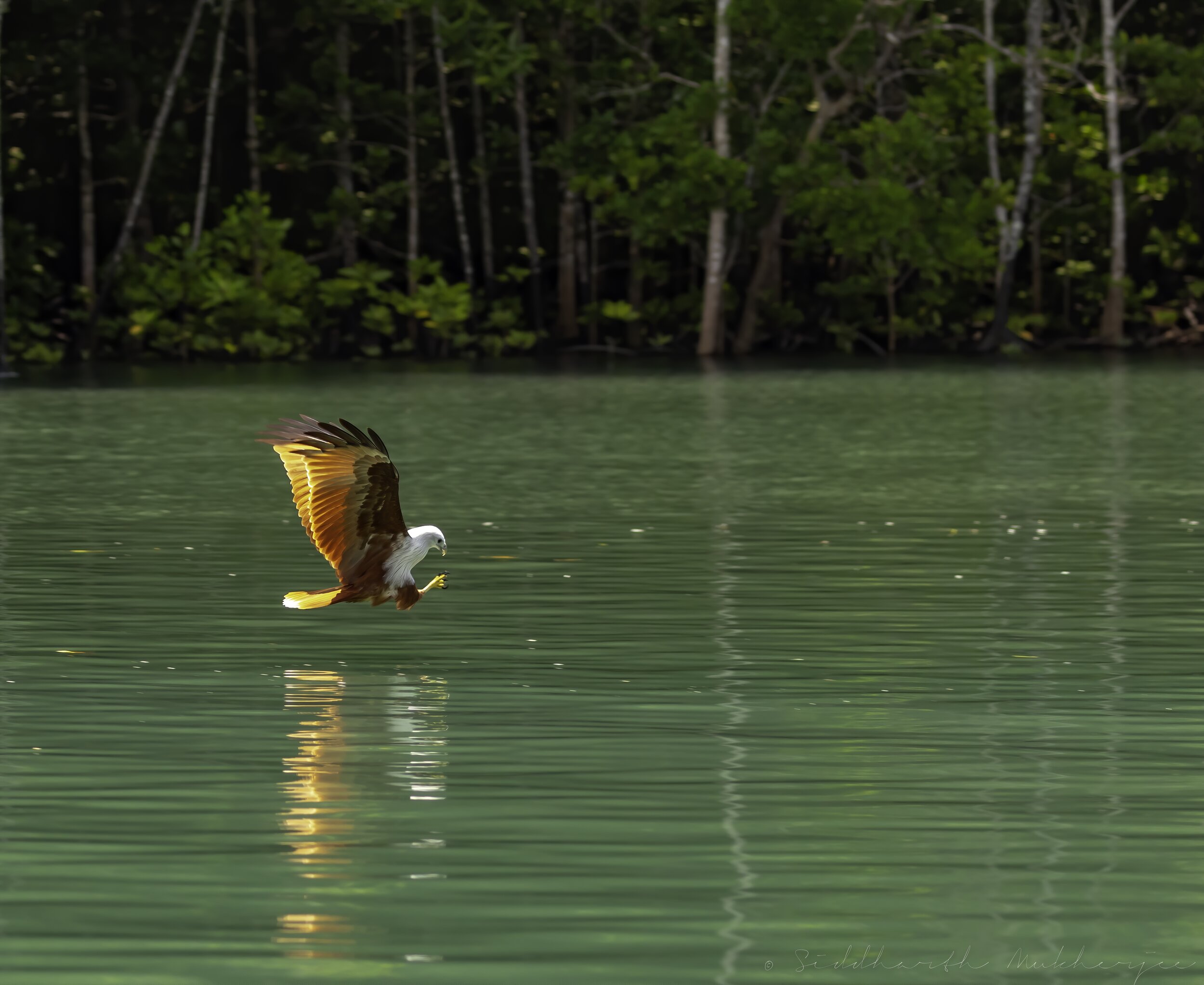 Red-backed Sea Eagle/ Brahminy Kite