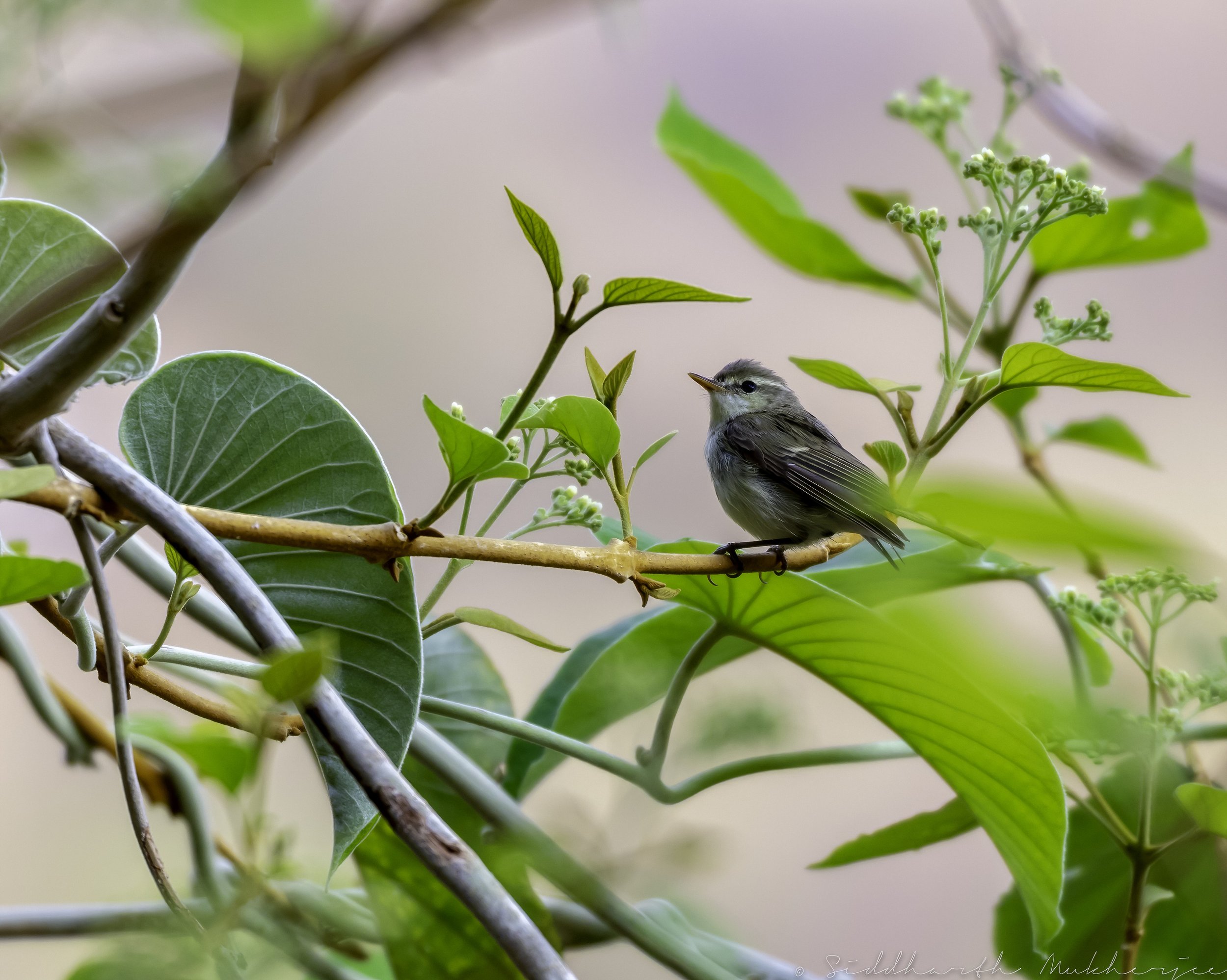 Greenish Warbler