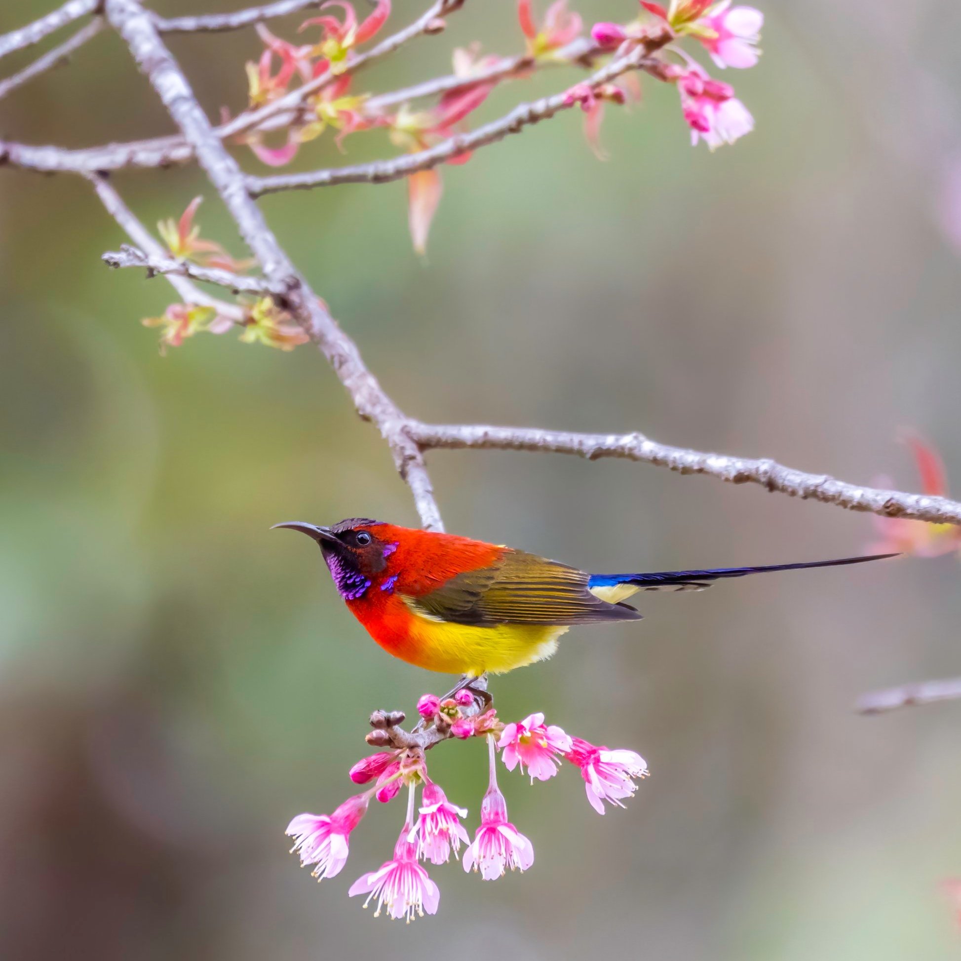 Birds