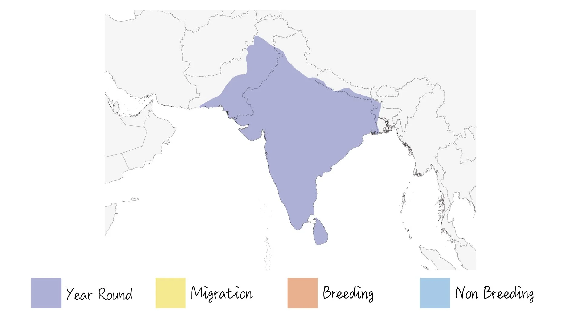 Indian Robin - Range & Distribution - WildArtWorks
