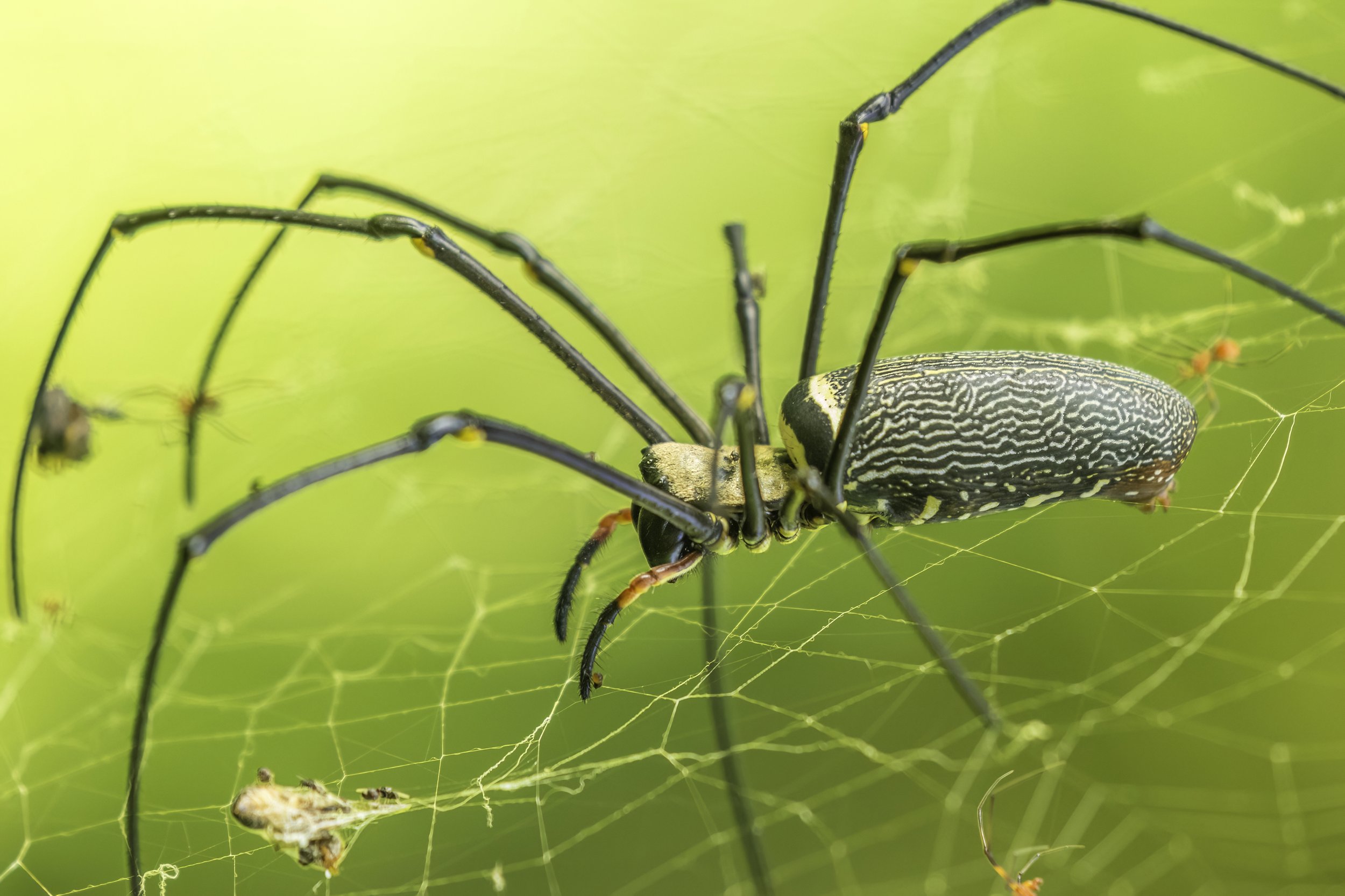 Giant Golden Orb Weaver/ Giant Wood Spider