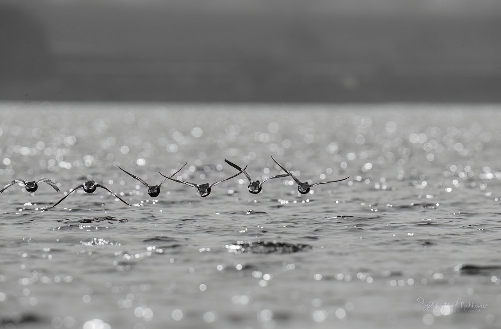 Northern Shovelers flying over a full Ujni Reservoir