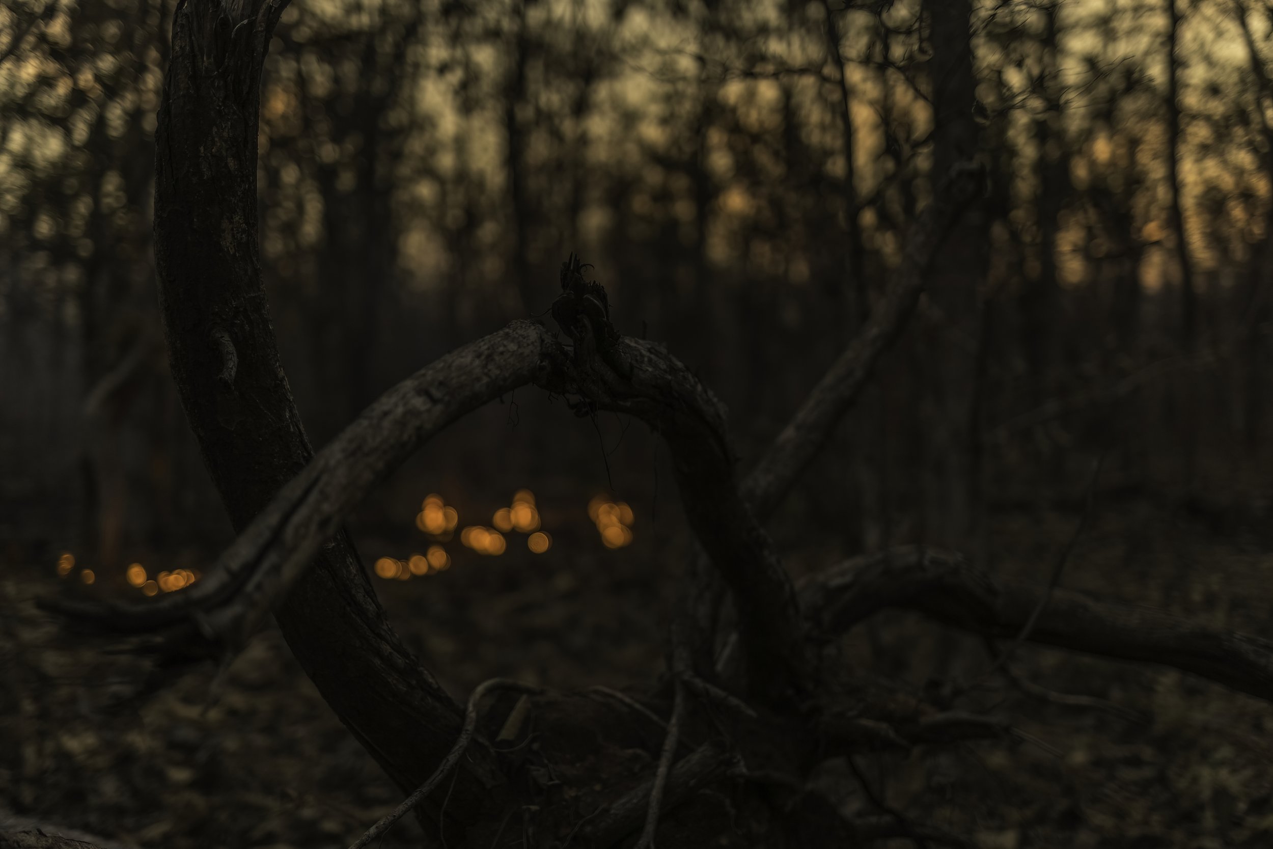 20250227-1DX25978-DN.jpeg