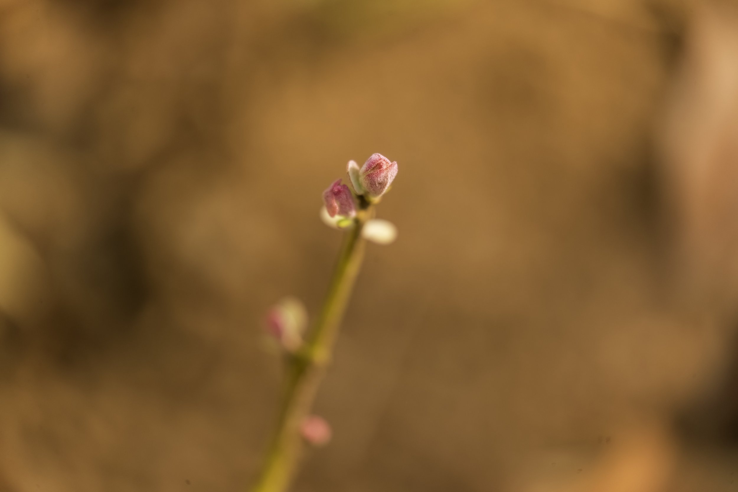 20250502-1DX22670-DN.jpeg