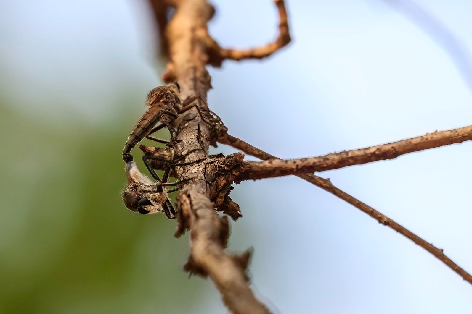 Robber Fly/ Assassin Fly, Kawal Tiger Reserve