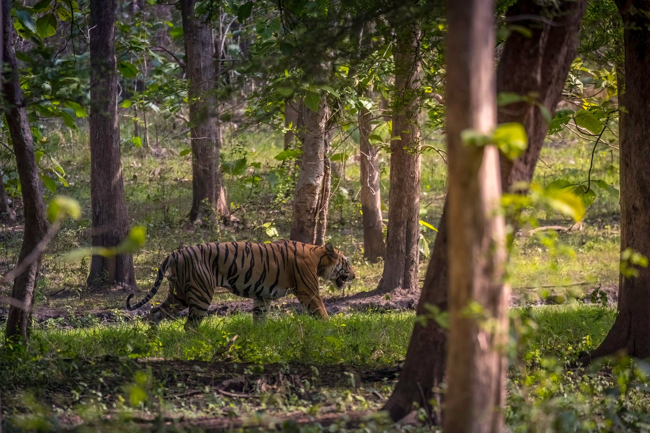 Veer, Tipeshwar Wildlife Sanctuary