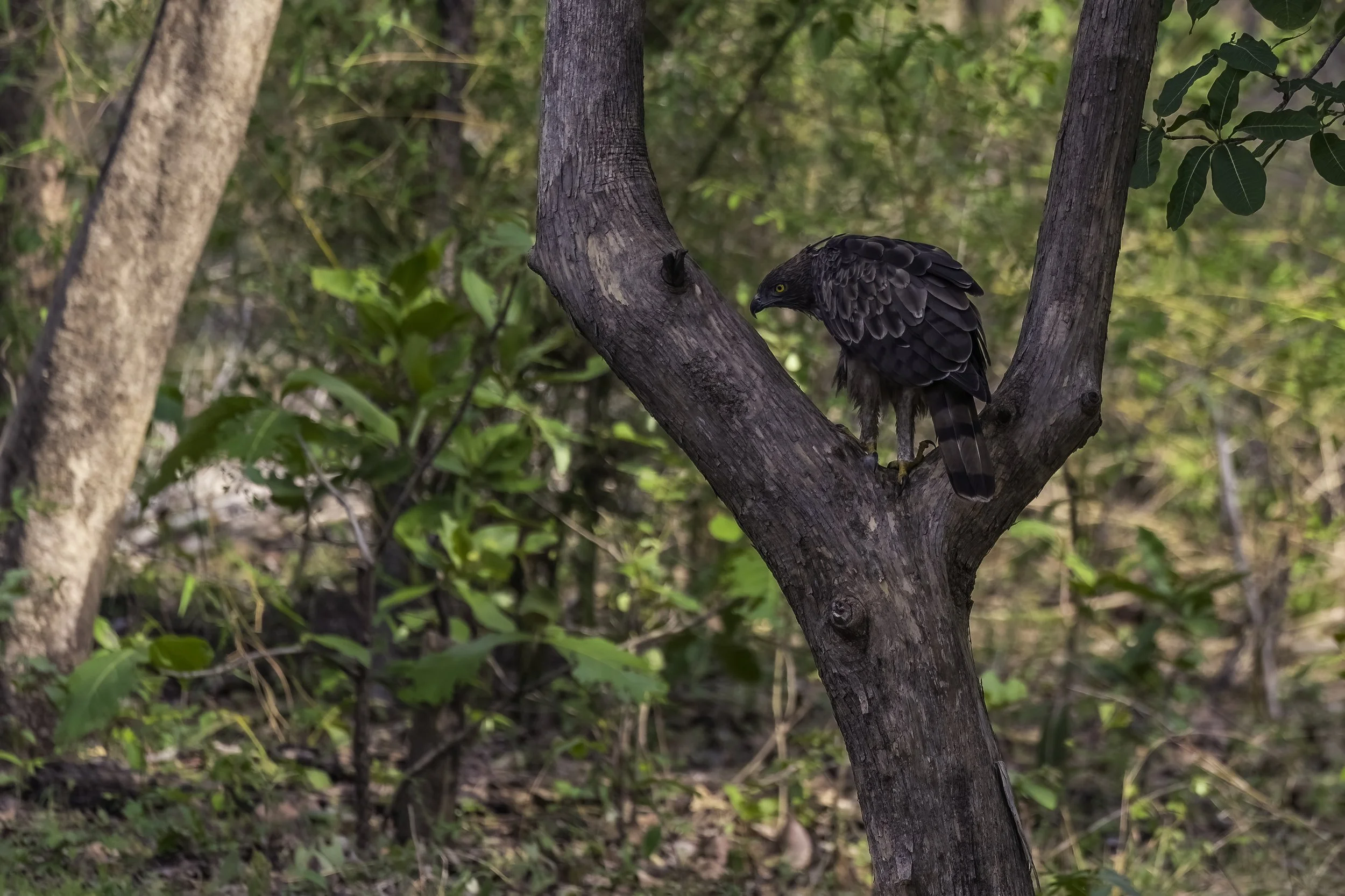 Crested Hawk-Eagle