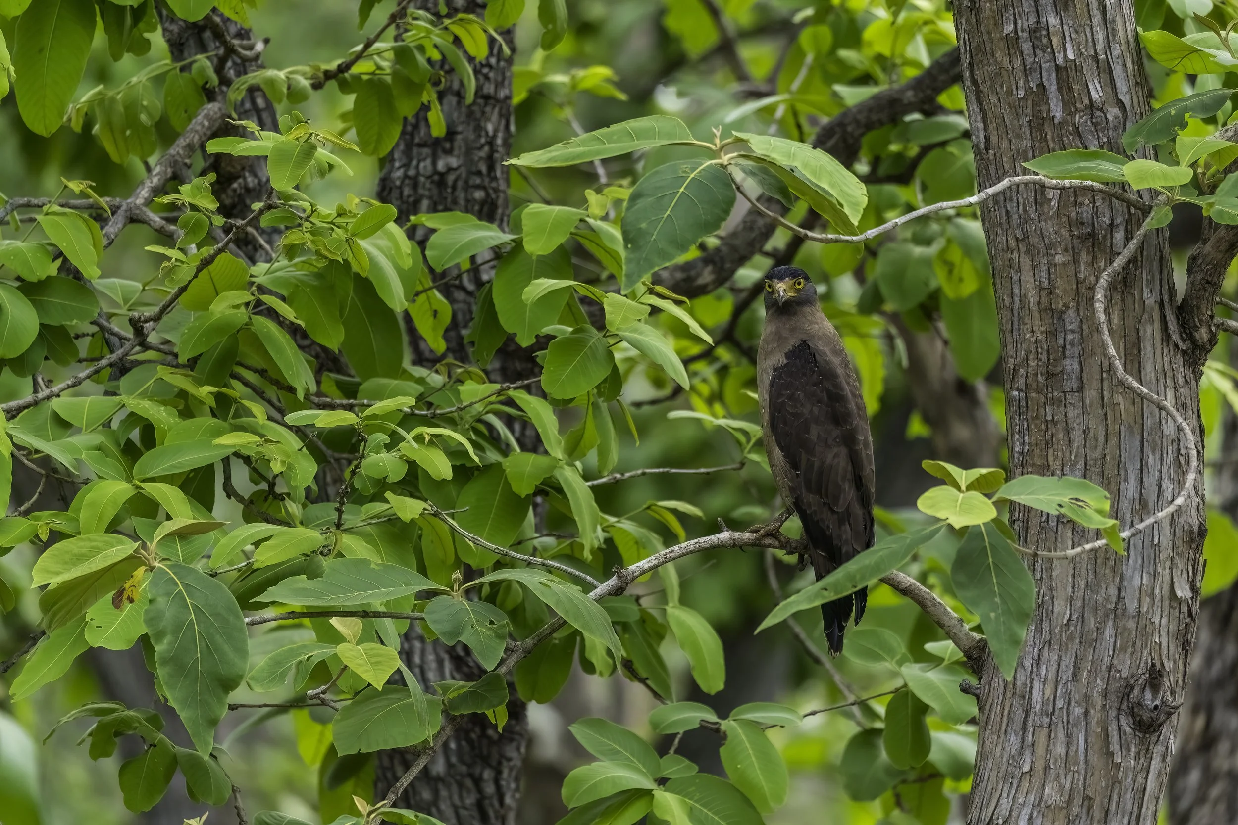 Crested Serpent-Eagle