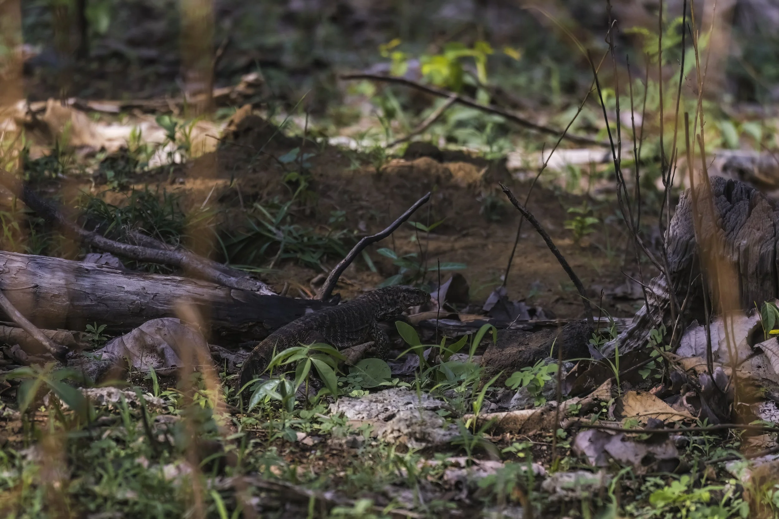 Indian Monitor Lizard