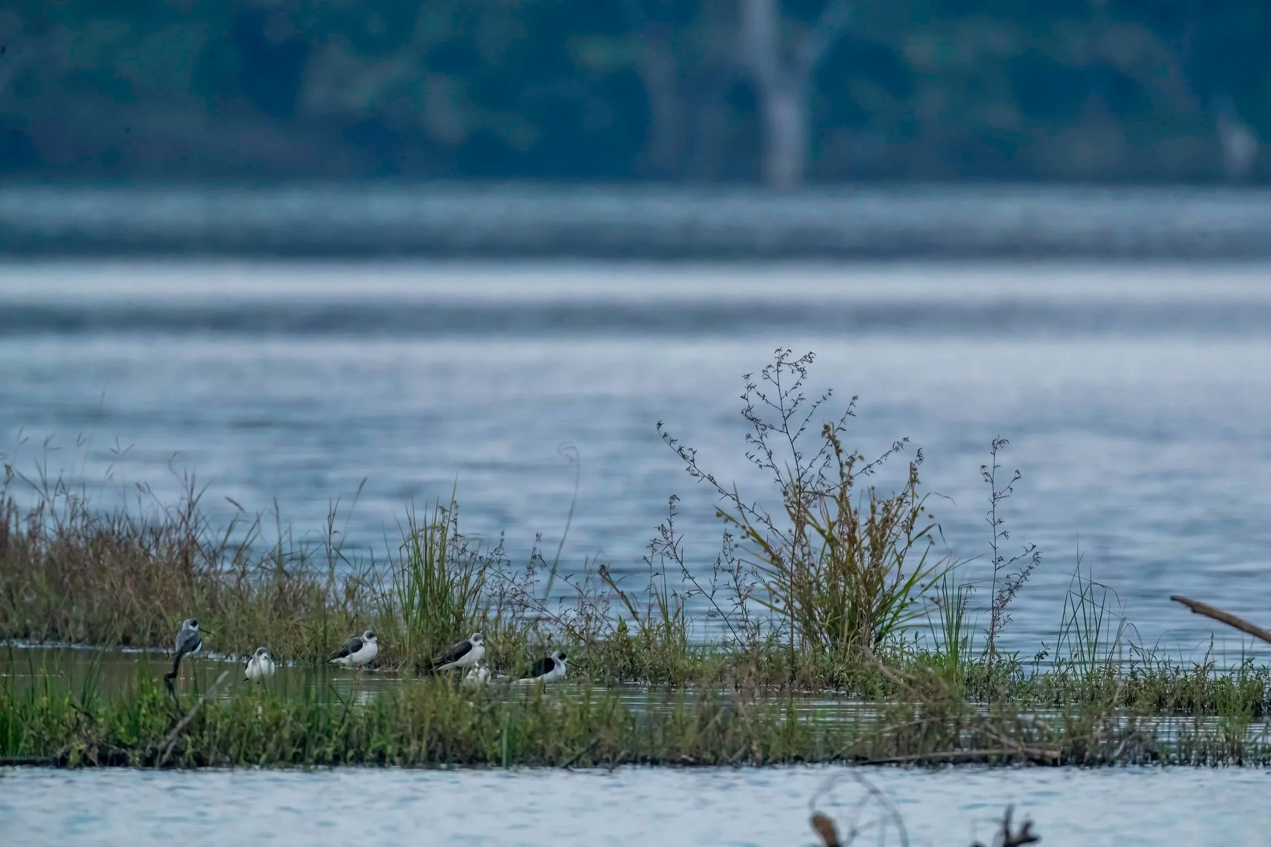 Black-winged Stilt