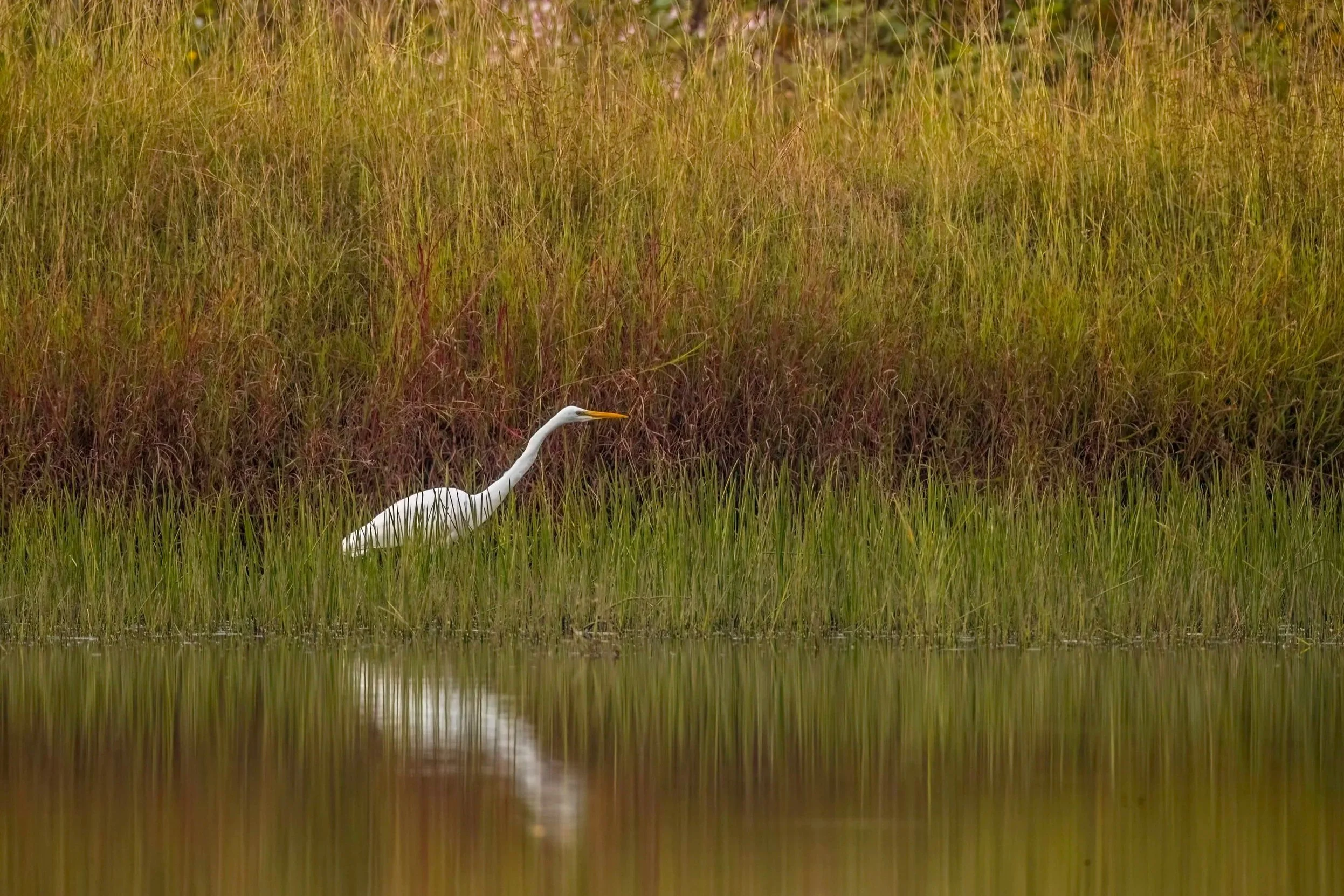 Great Egret