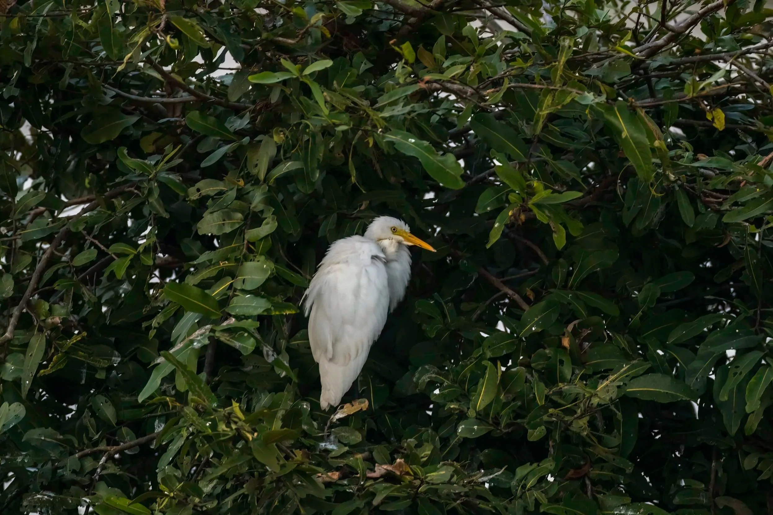 Cattle Egret