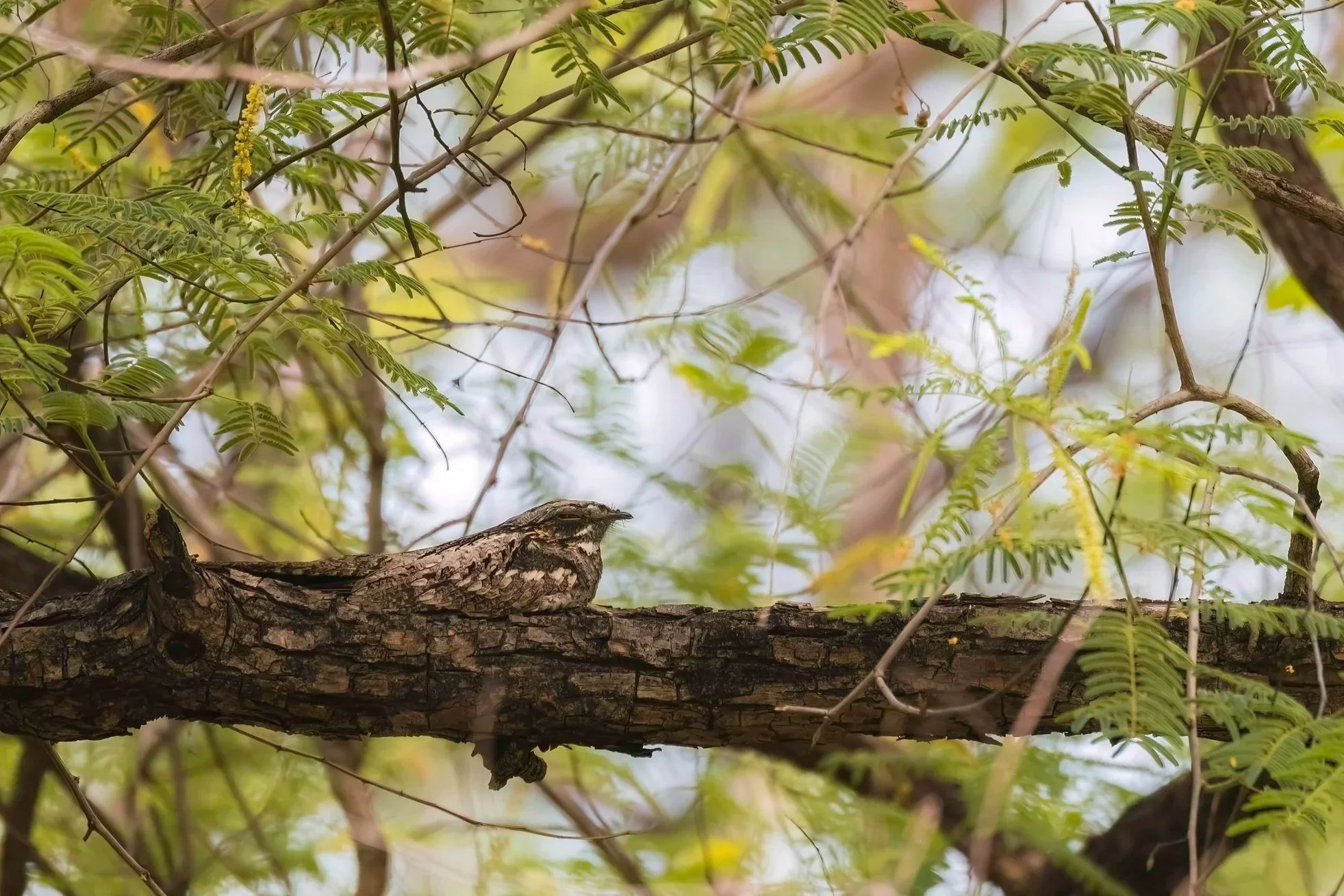 Indian Nightjar