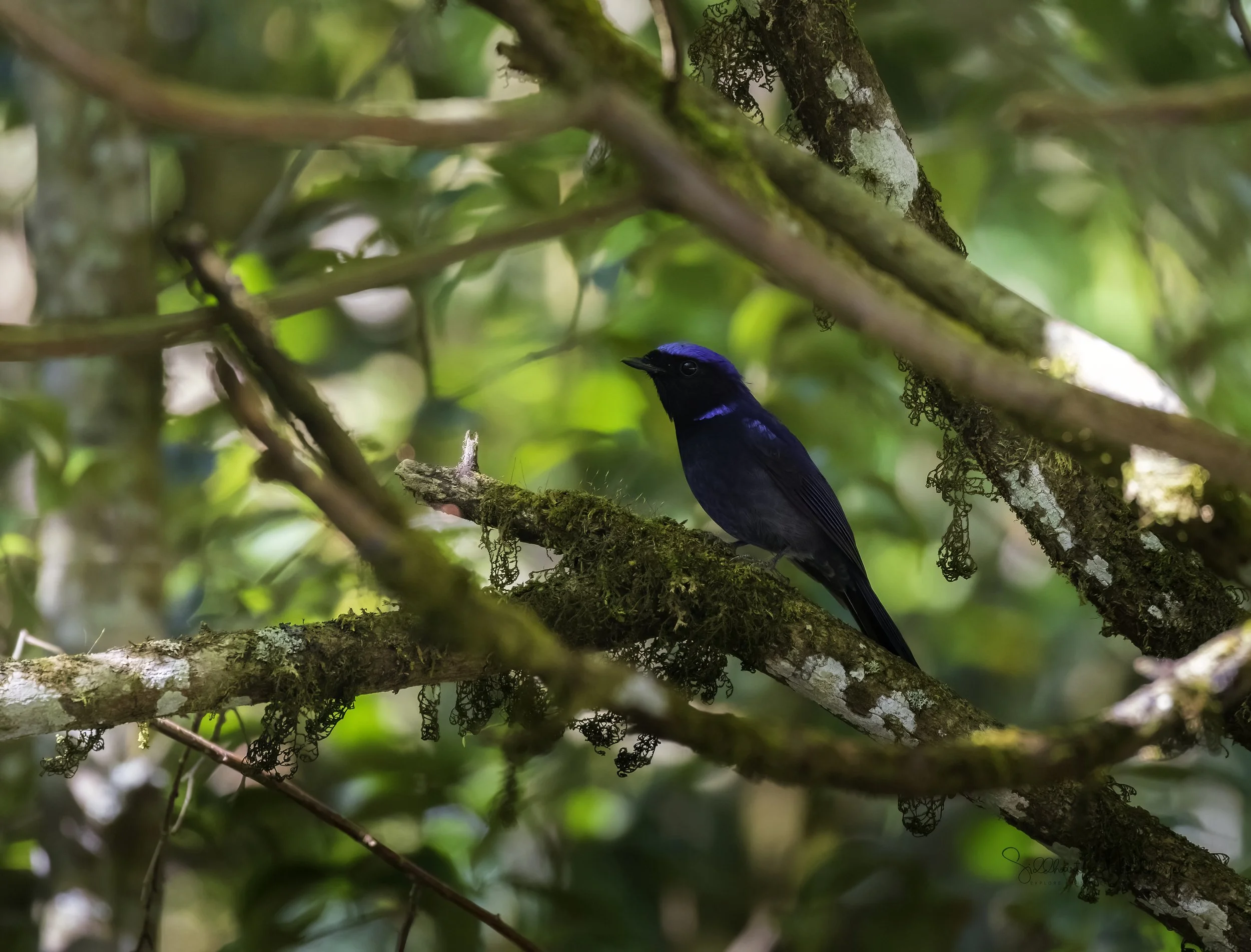 Small Niltava (Male) - Doi Ang Khang - WildArtWorks