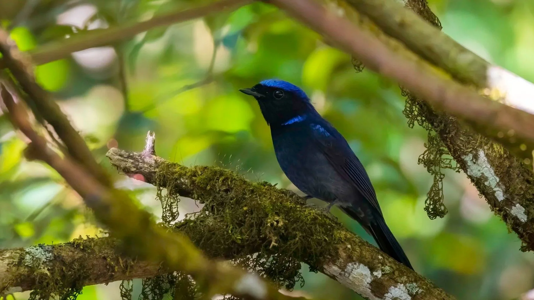 Small Niltava