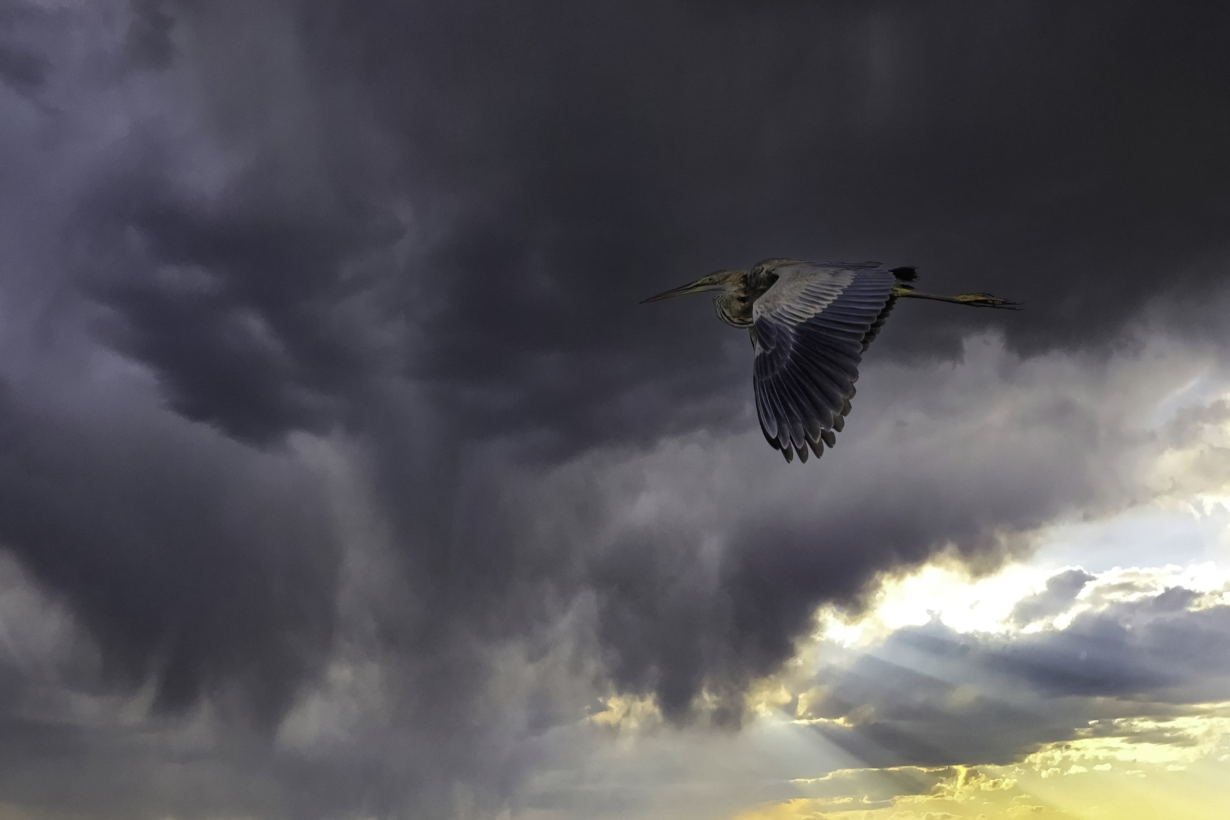 Purple Heron - Manjeera Wildlife Sanctuary - WildArtWorks