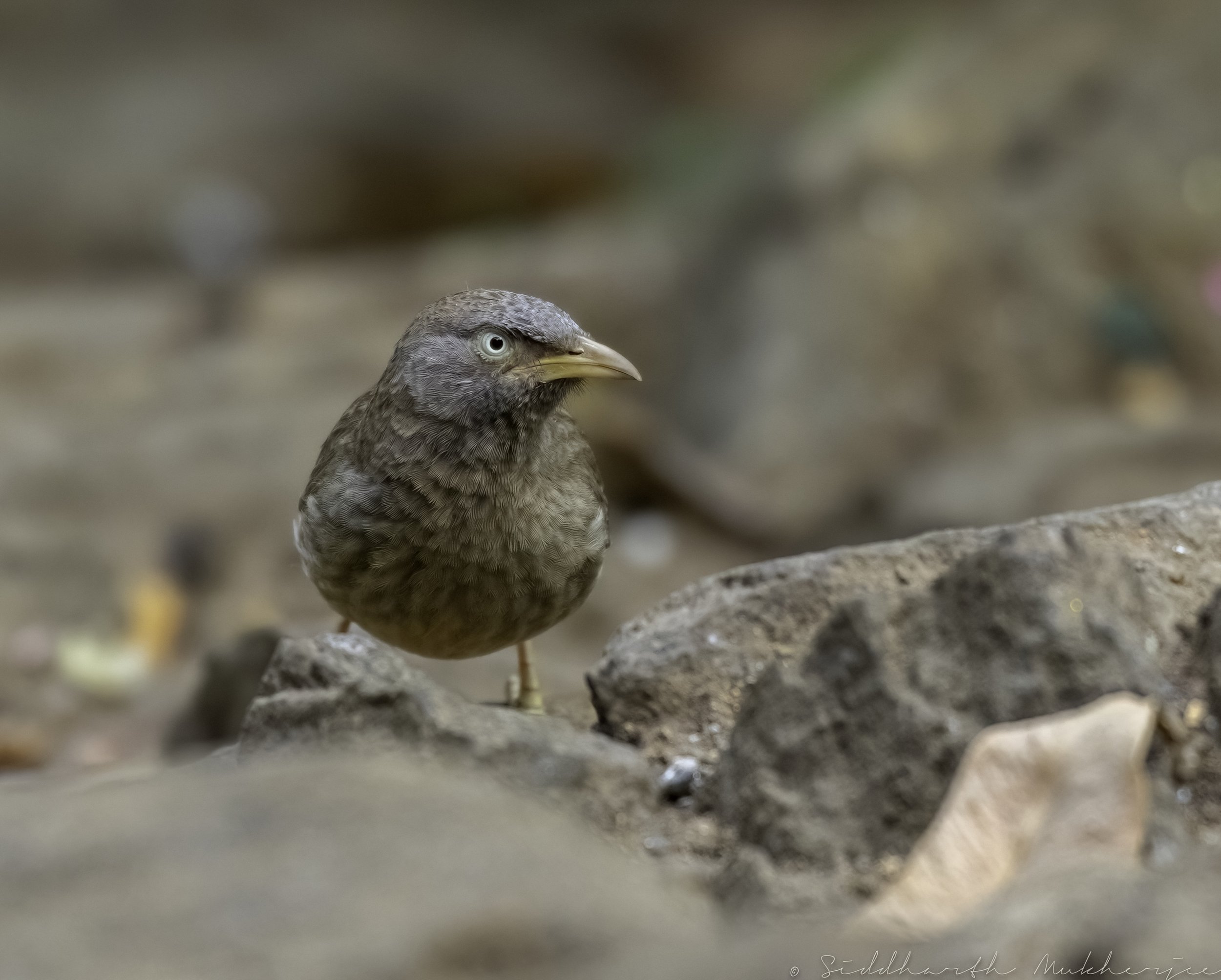 Jungle Babbler - Nallamala Forest Range - WildArtWorks