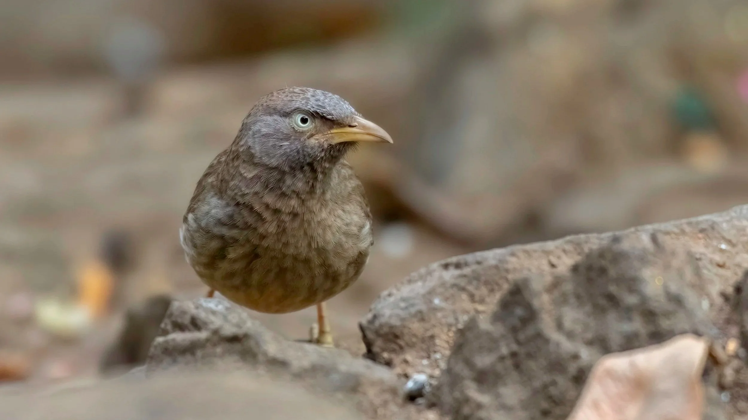 Jungle Babbler