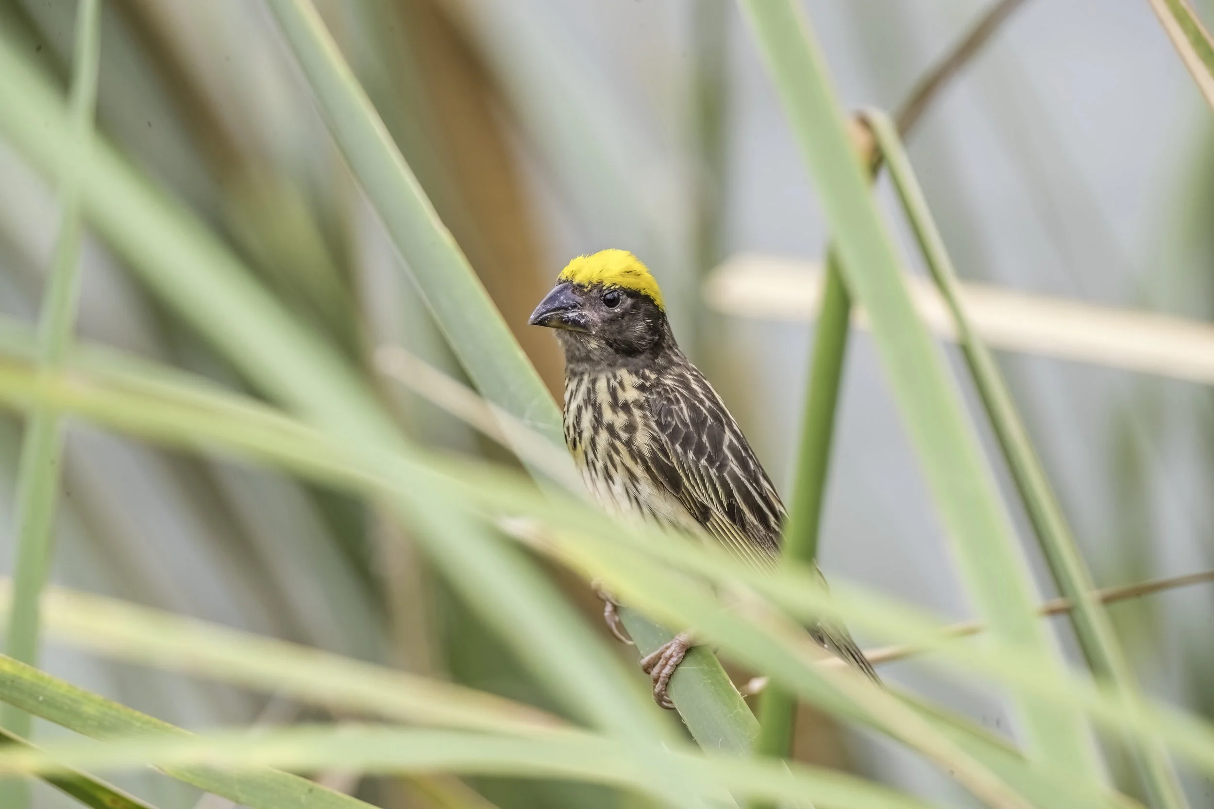 Streaked Weaver - Sri Ram Sagar Reservoir - WildArtWorks