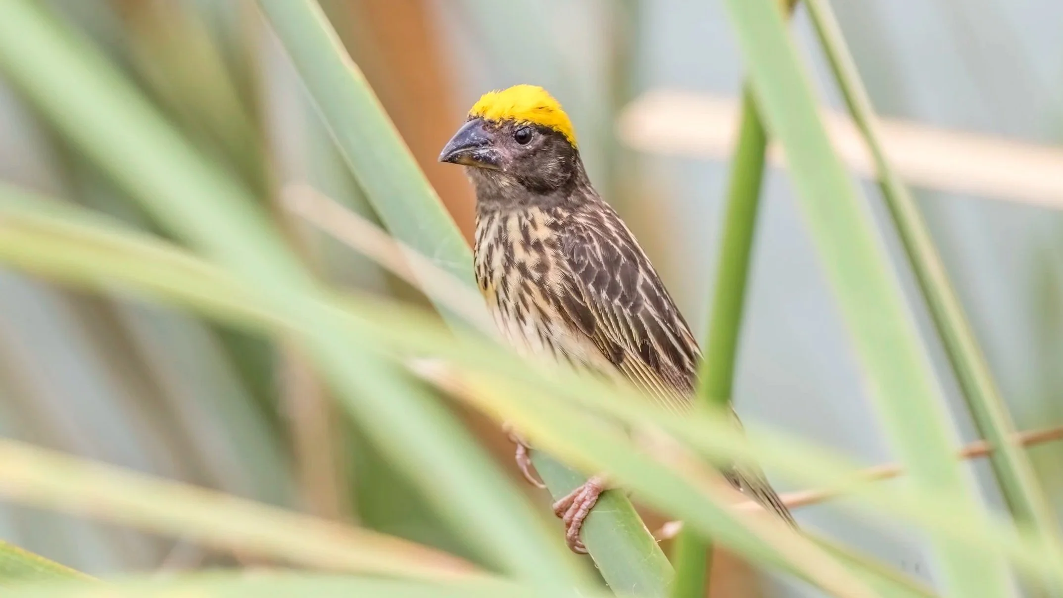 Streaked Weaver