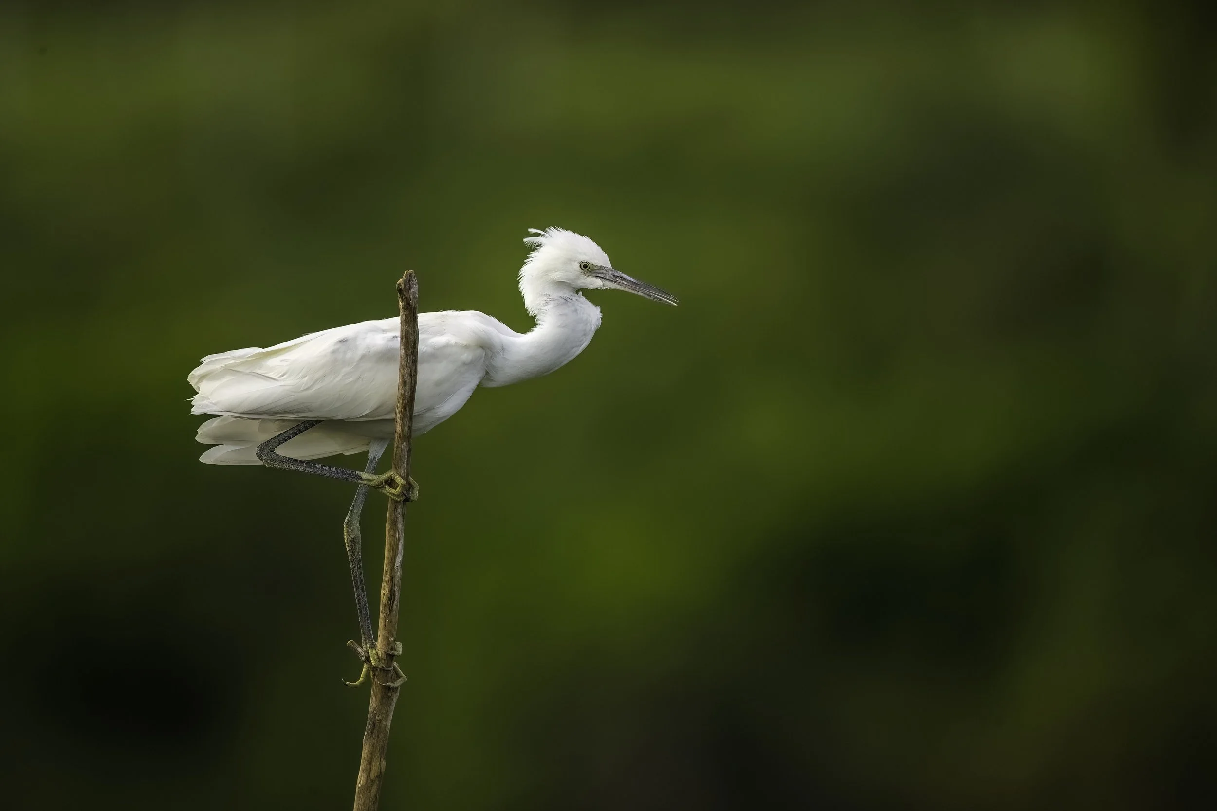 Little Egret - Sri Ram Sagar Reservoir, Nirmal - WildArtWorks