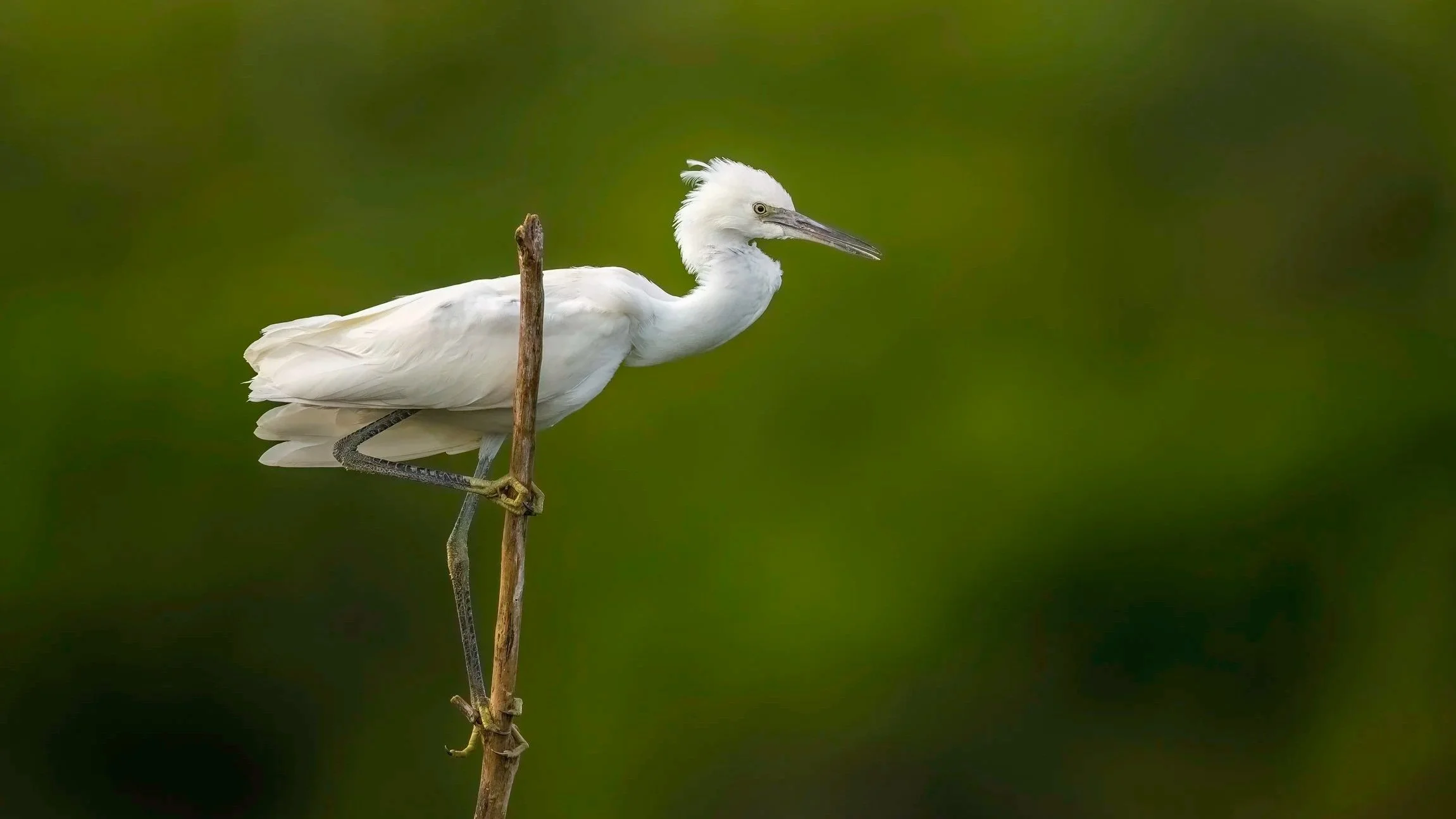 Little Egret