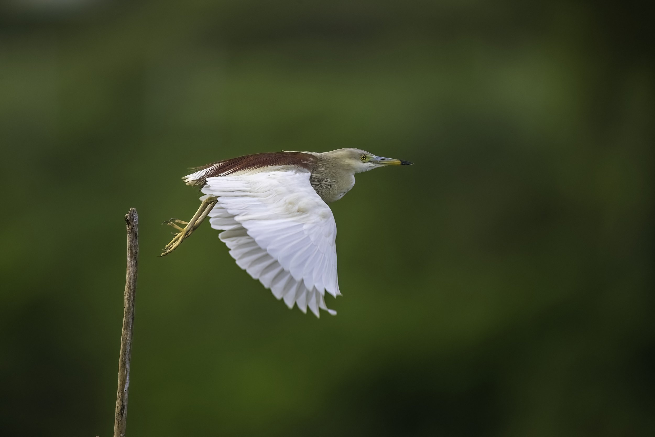 Indian Pond Heron - Pakpatla - WildArtWorks