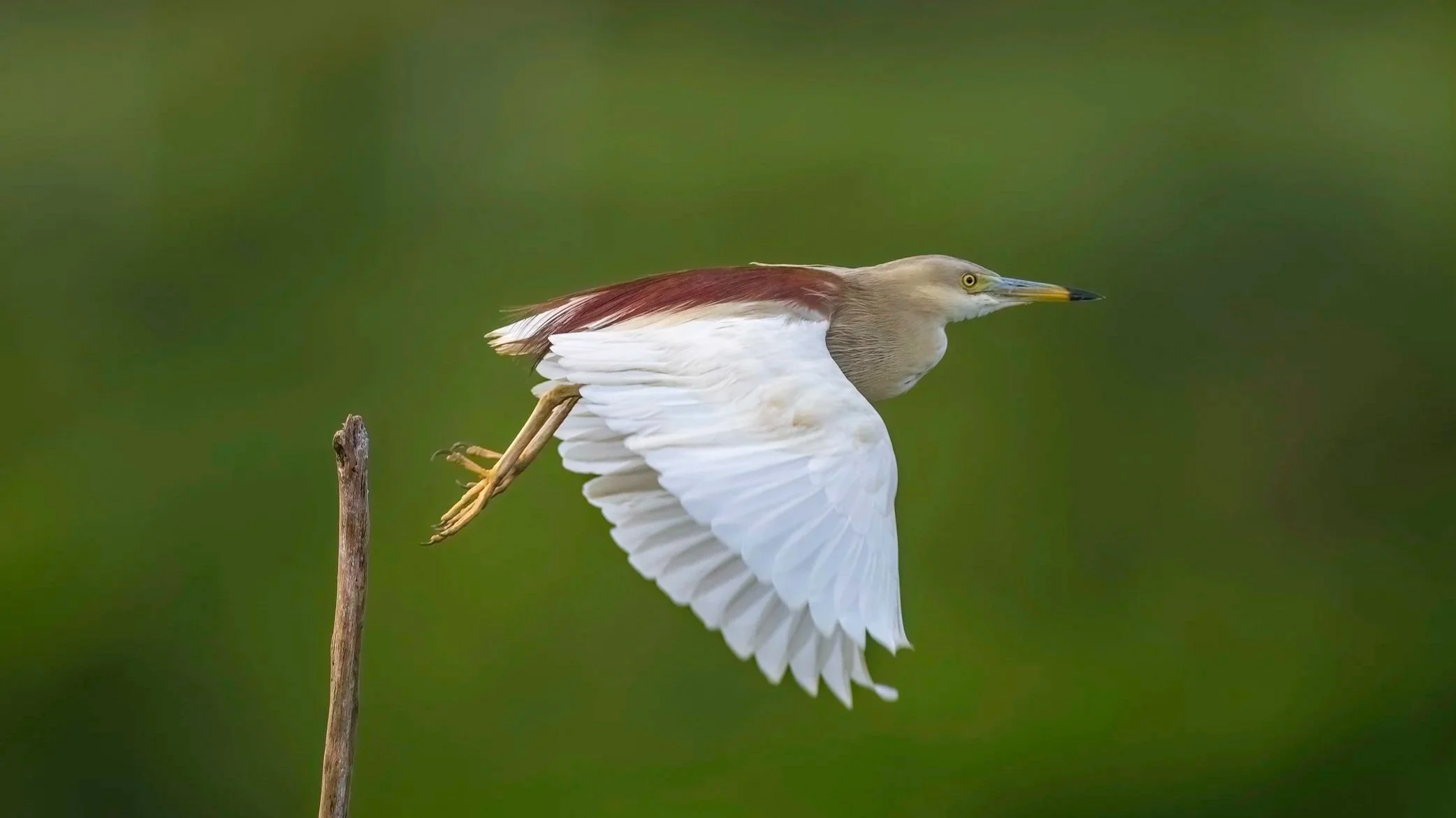 Indian Pond Heron