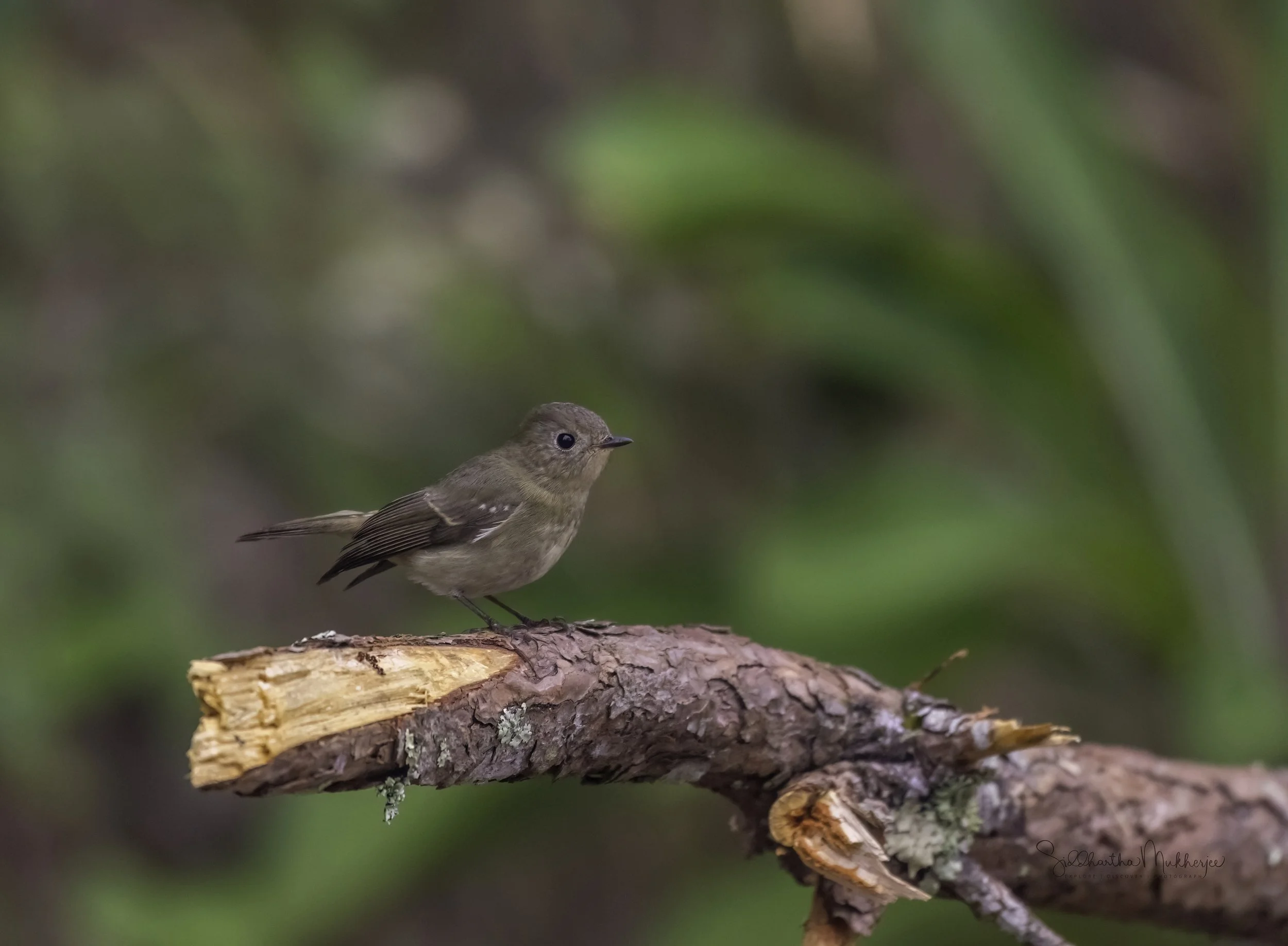 Little Pied Flycatcher (Female) - Doi Ang Khang - WildArtWorks