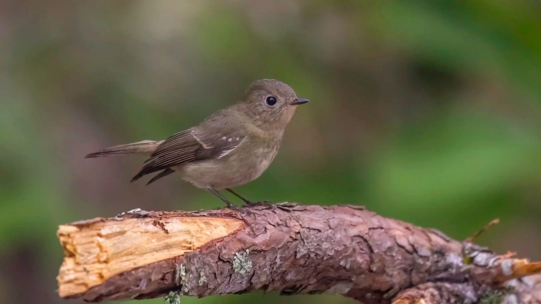 Little Pied Flycatcher