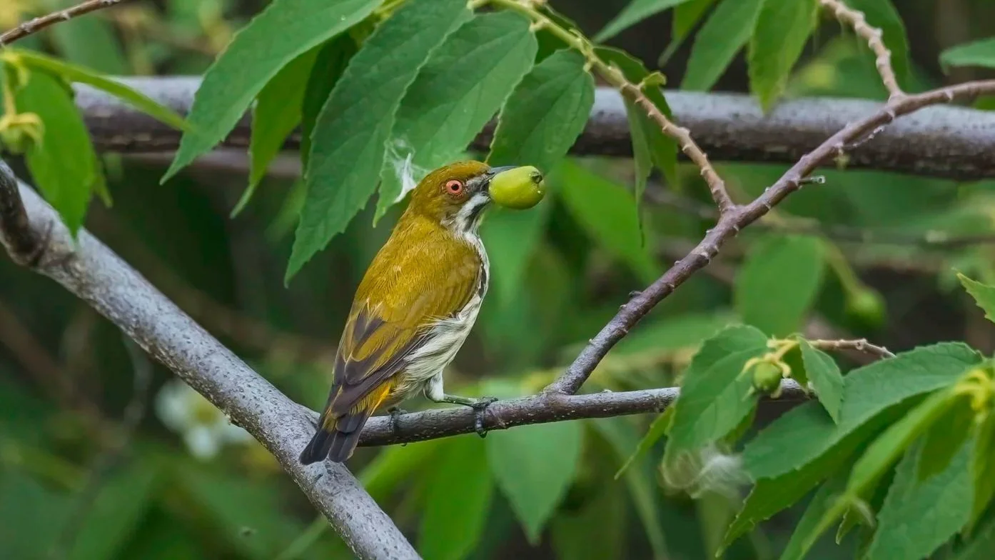 Yellow-vented Flowerpecker