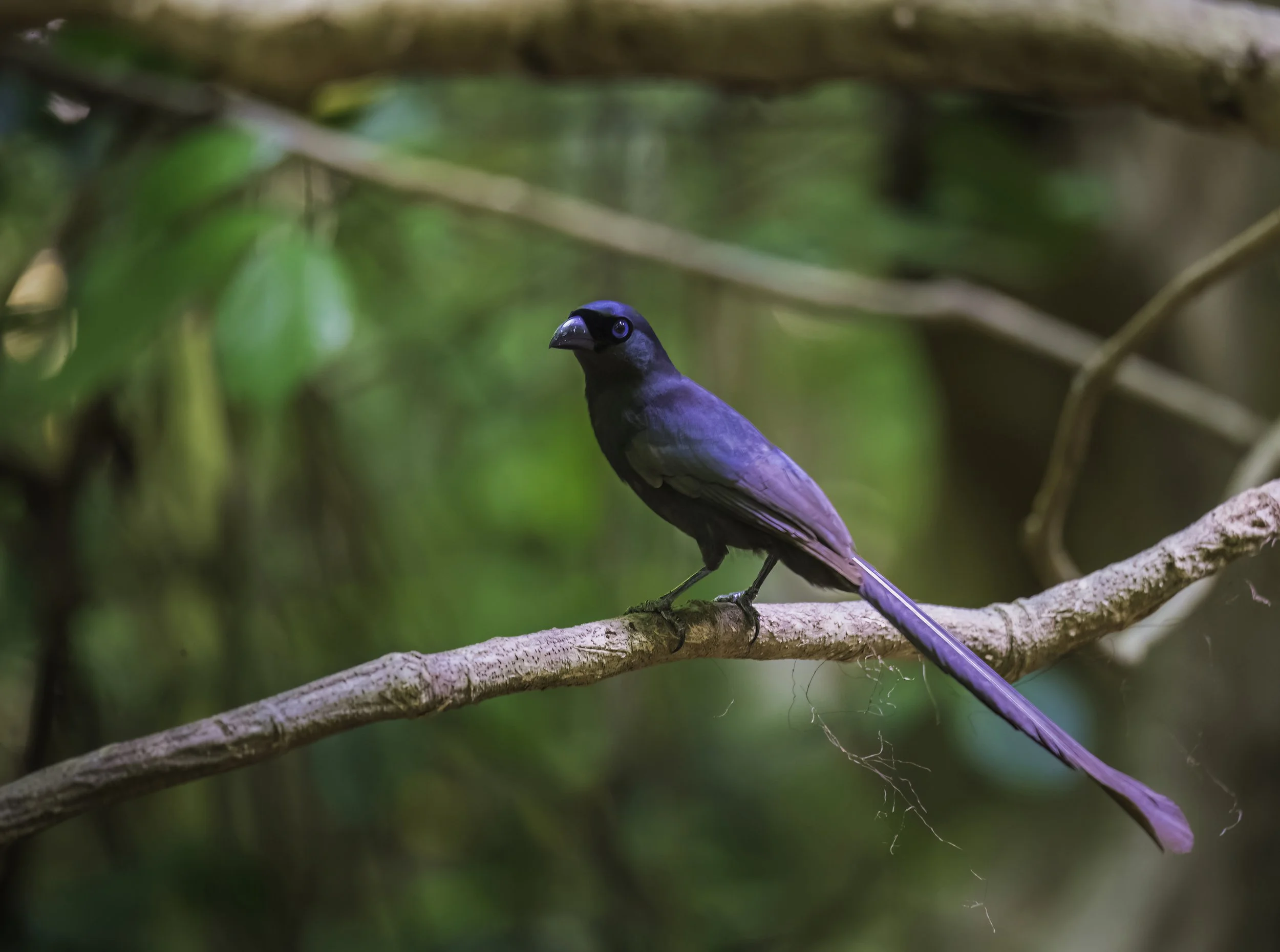 Racket-tailed Treepie - Kaeng Krachan National Park - WildArtWorks