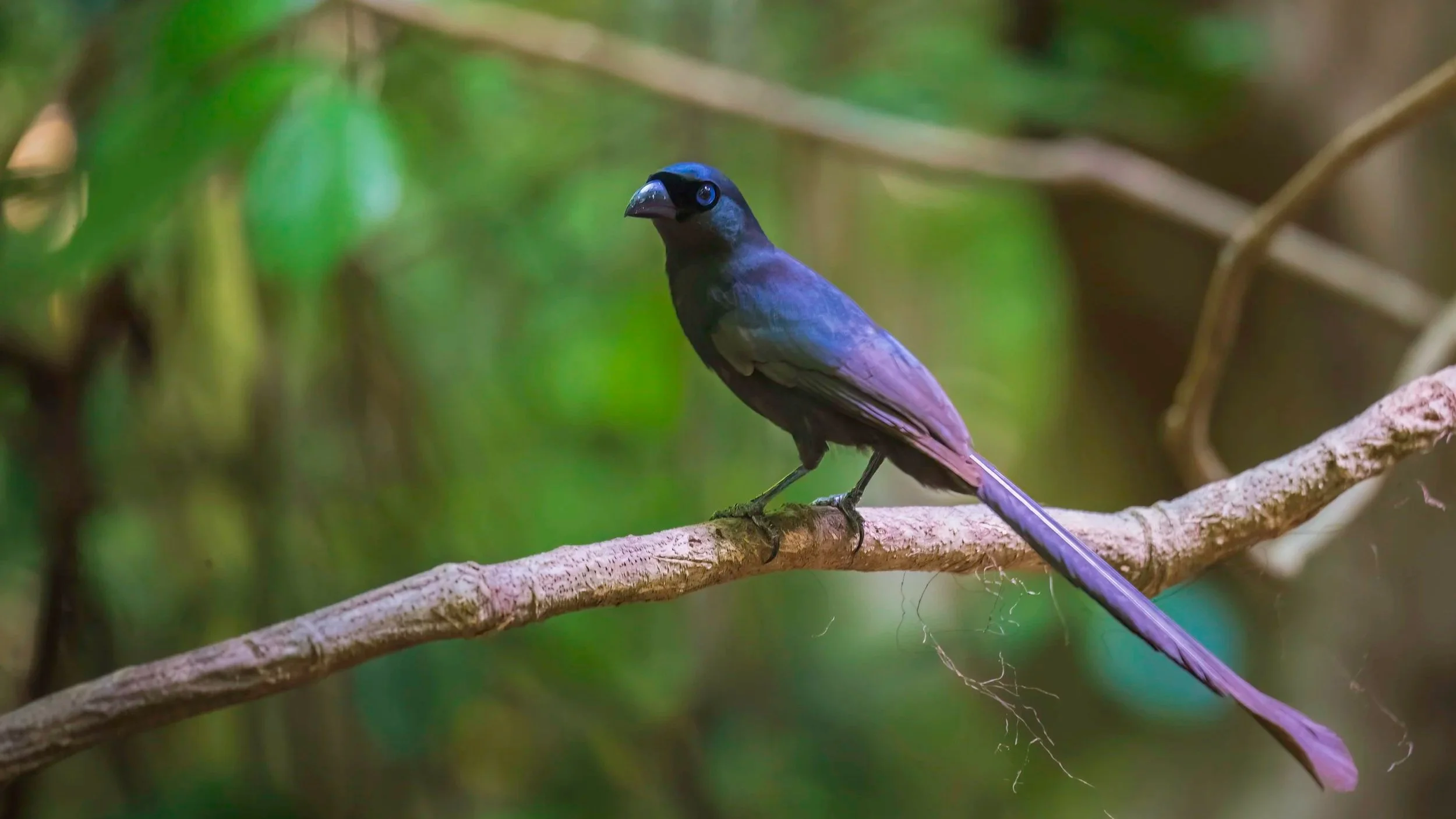 Racket-tailed Treepie