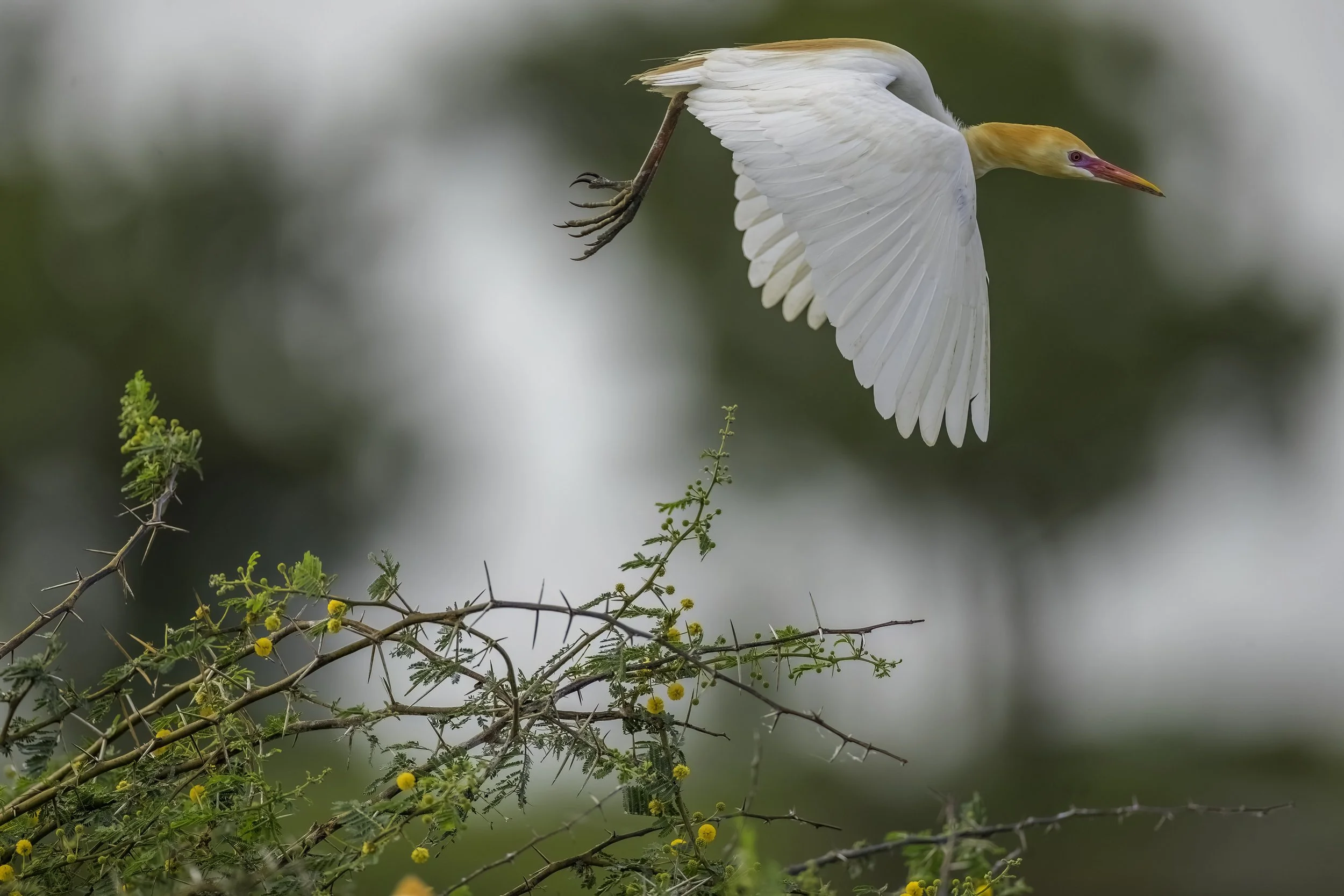 Western Cattle Egret - Sriramsagar Reservoir - WildArtWorks