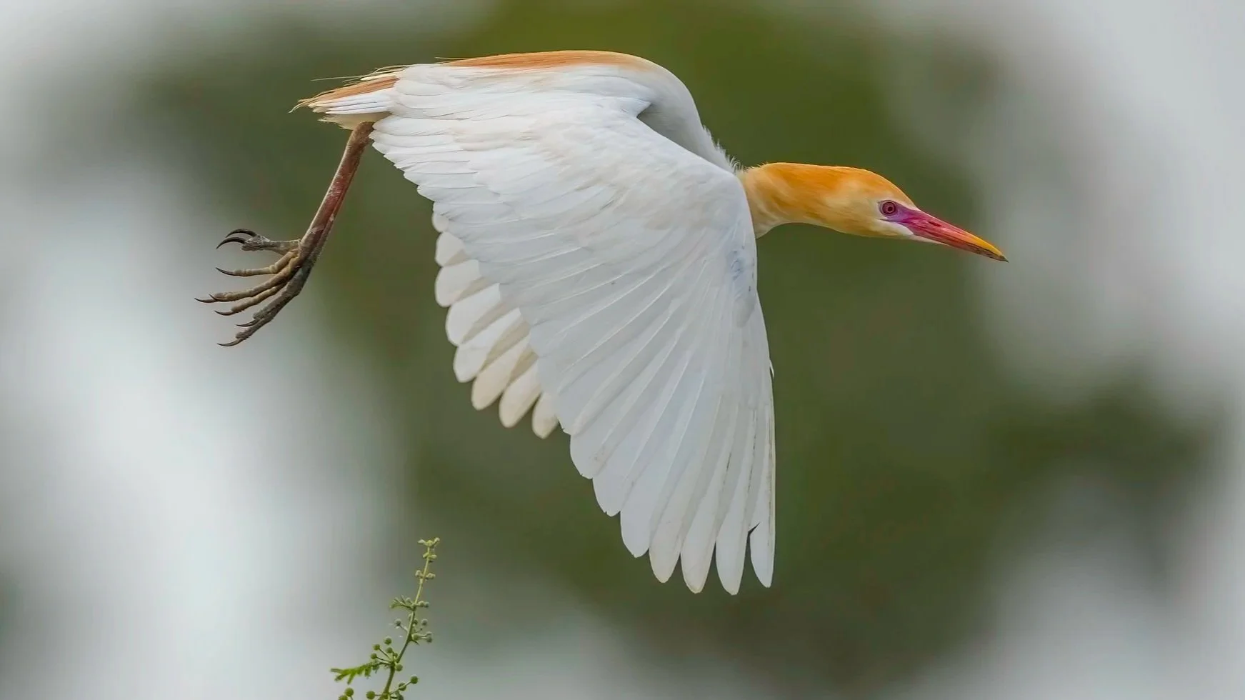Eastern Cattle Egret