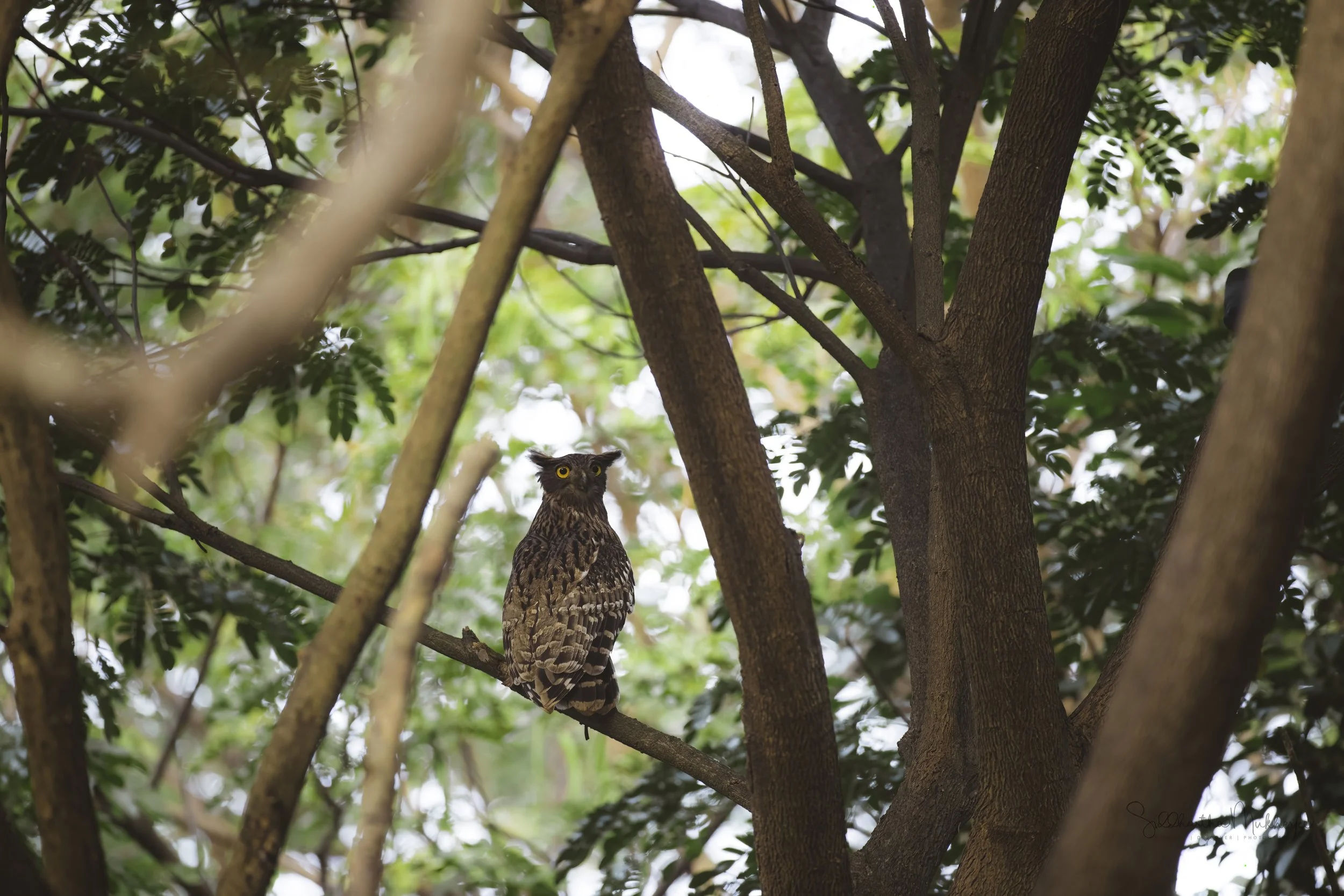 Brown Fish Owl - Ananthagiri Hills - WildArtWorks