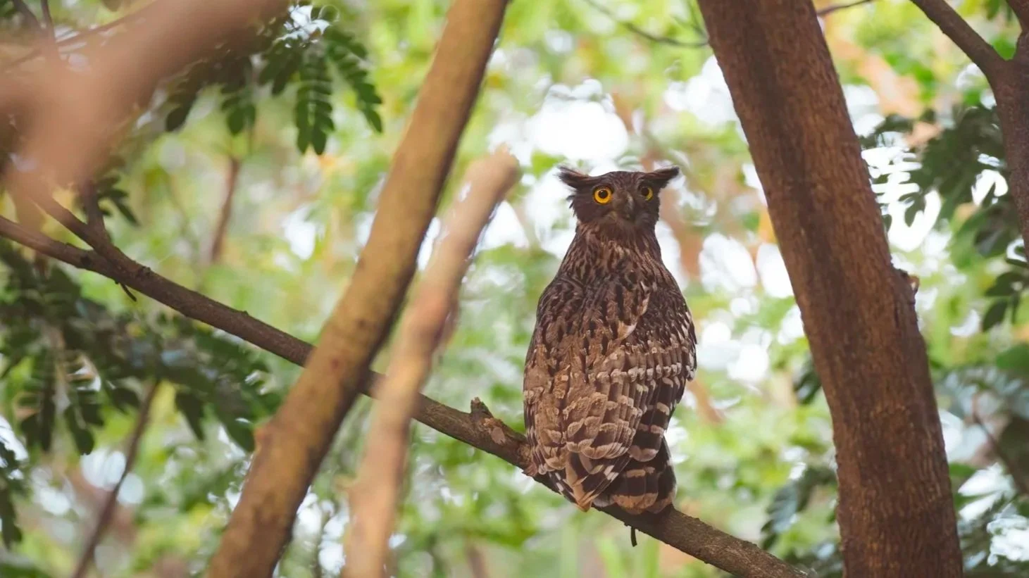 Brown Fish Owl