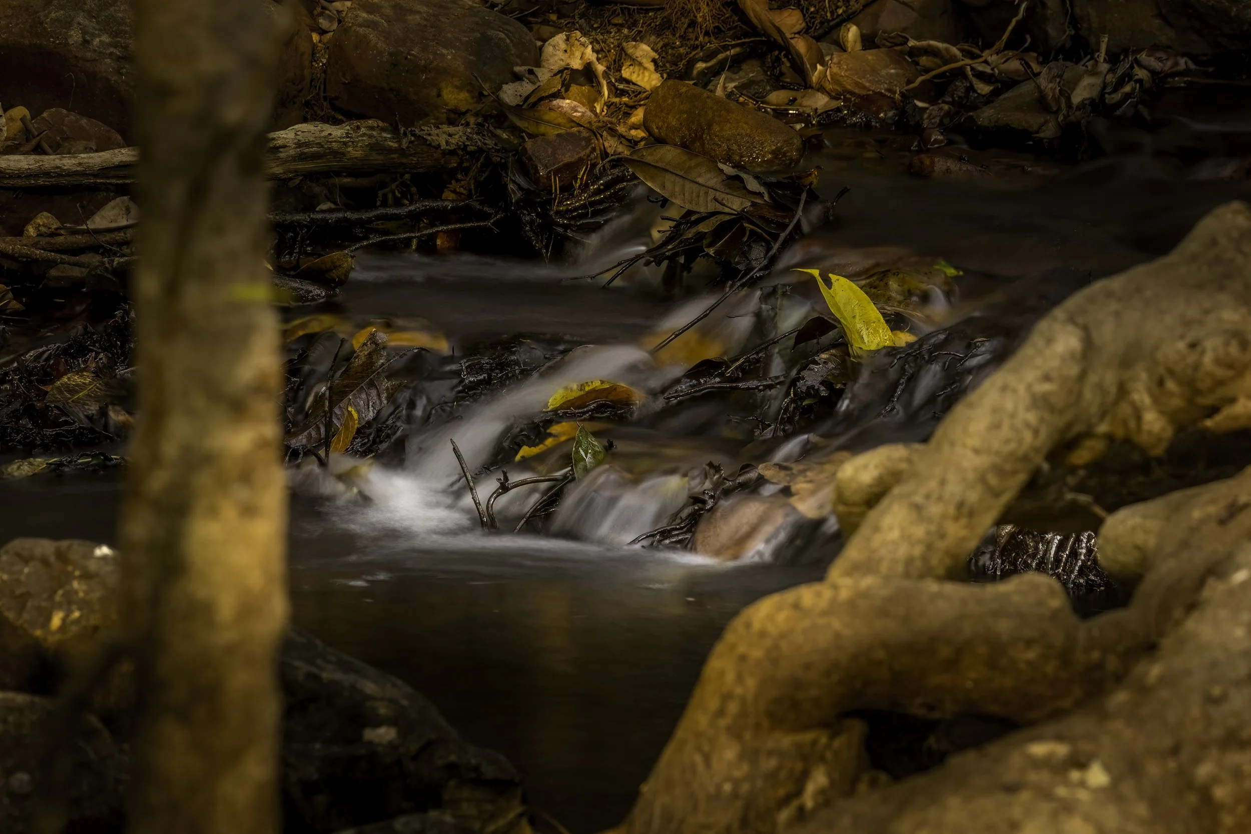 Maisamma Madugu - Achampet, Amrabad Tiger Reserve - WildArtWorks