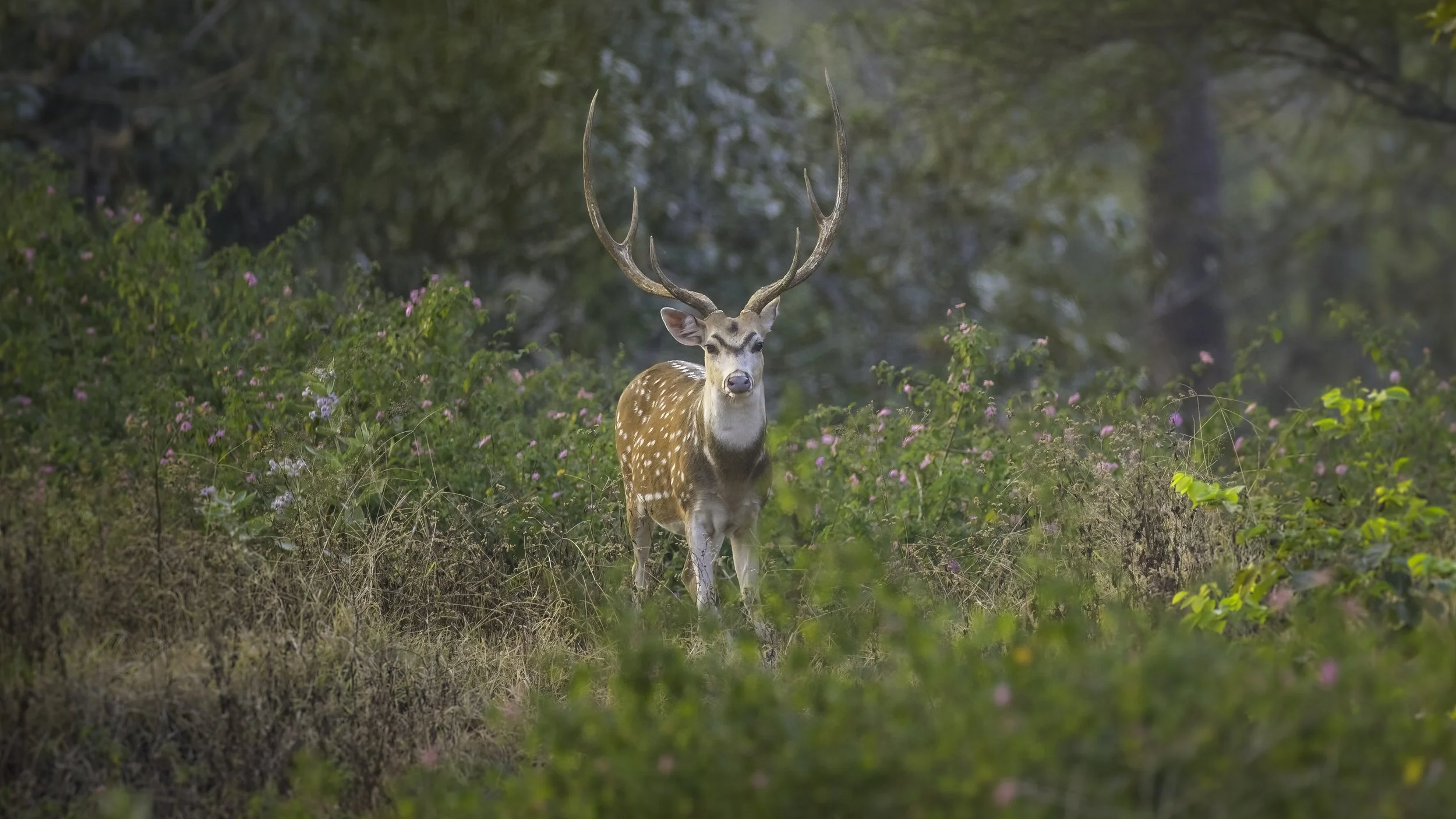 The Intimacy of the Gaze