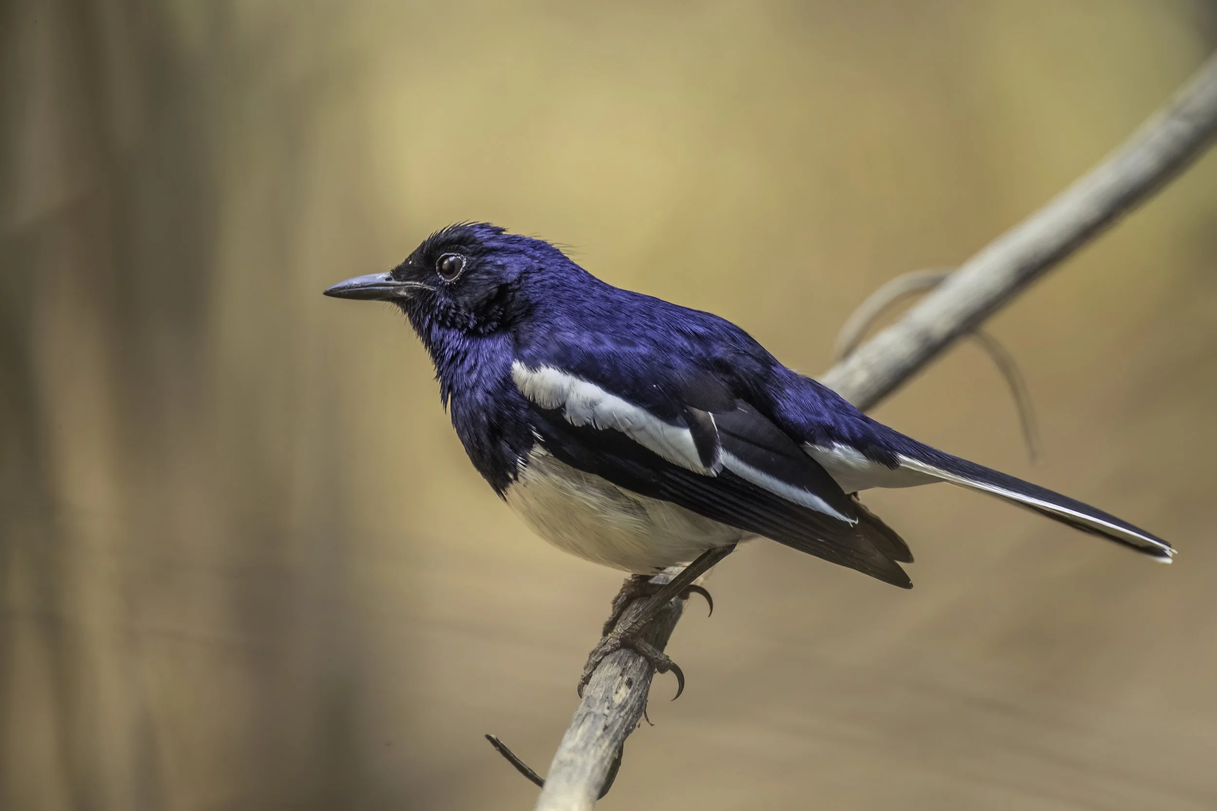 Oriental Magpie-Robin - Ananthagiri Forest - WildArtWorks