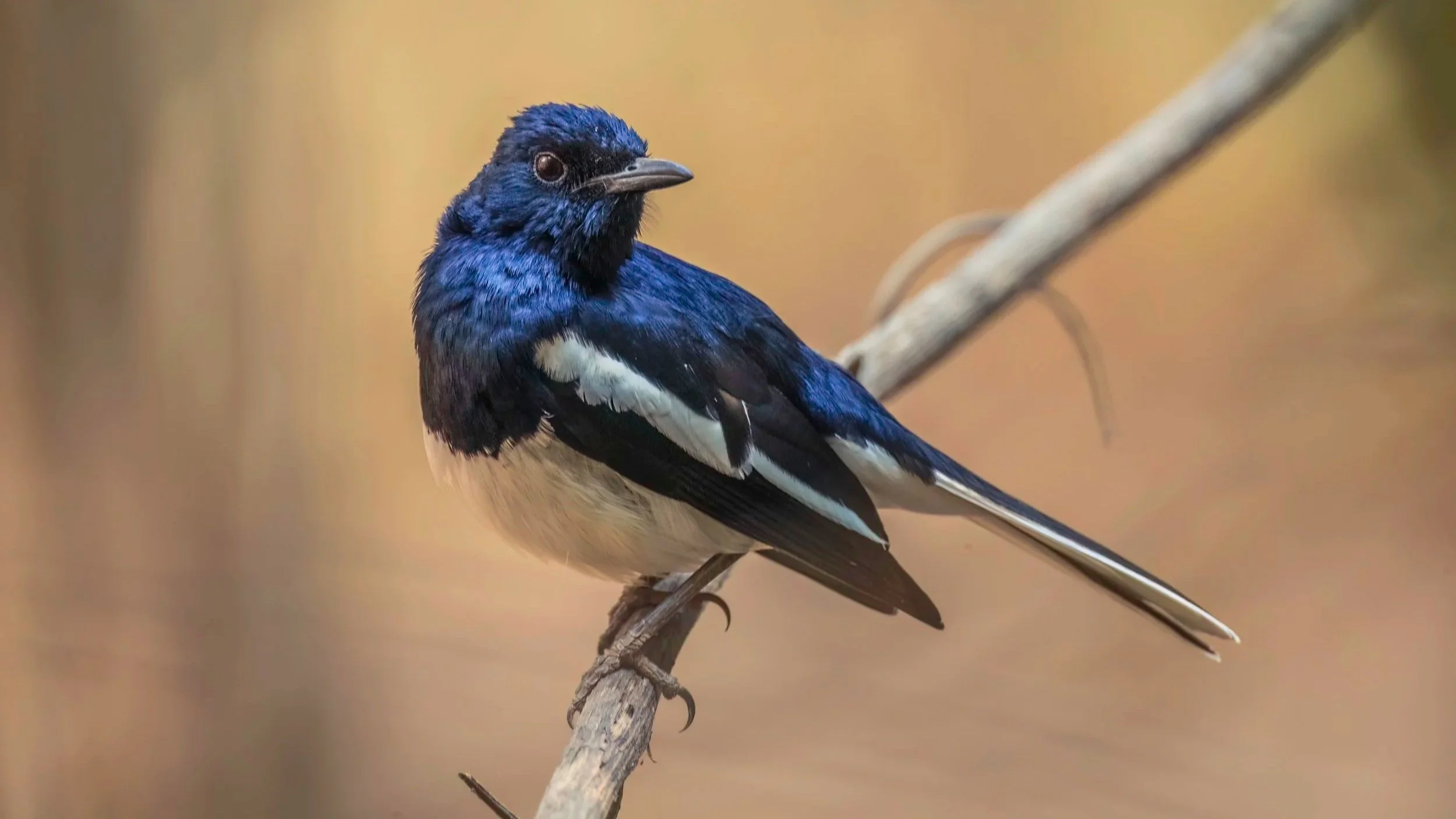 Oriental Magpie-Robin
