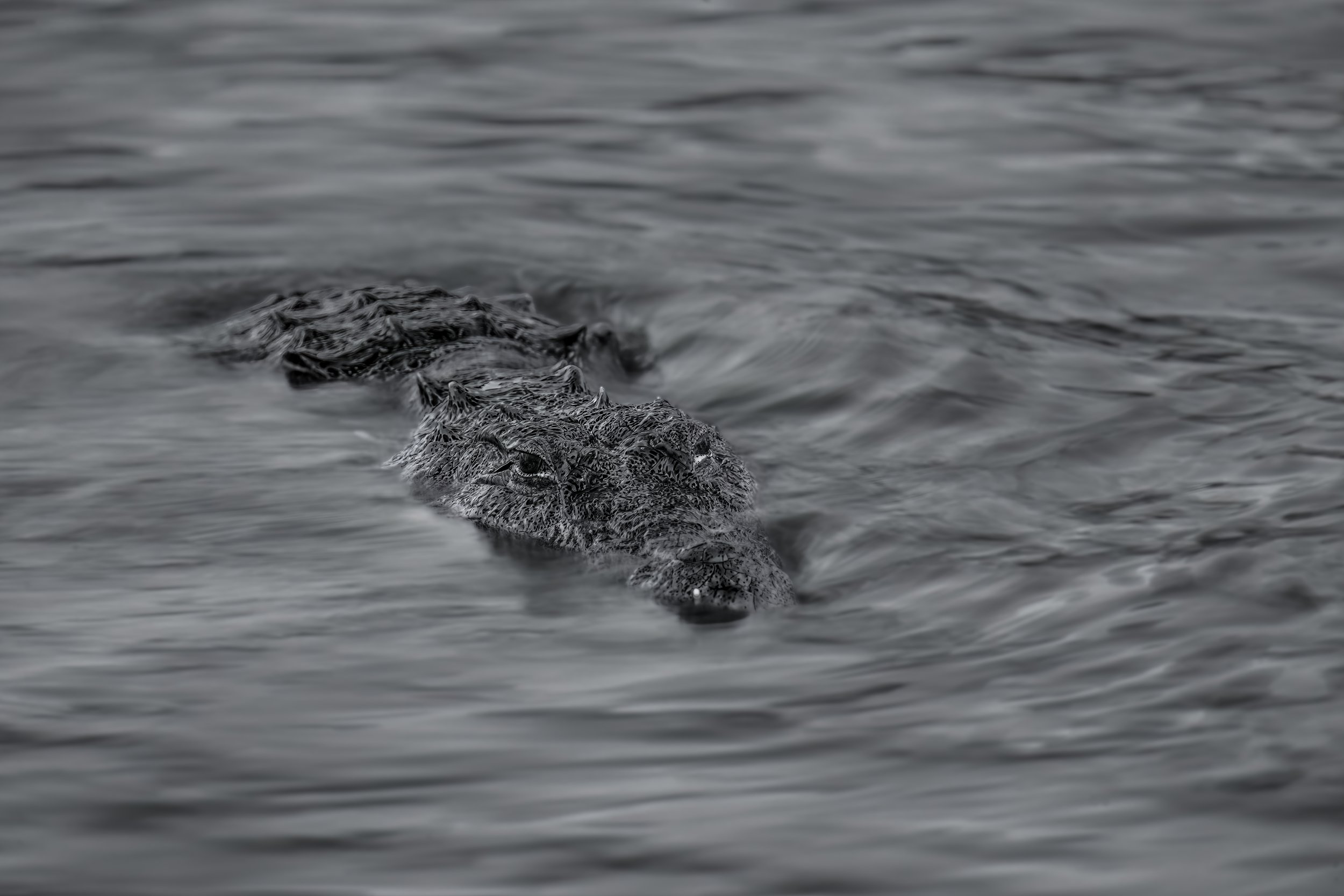 Mugger Crocodile - Godavari River - WildArtWorks