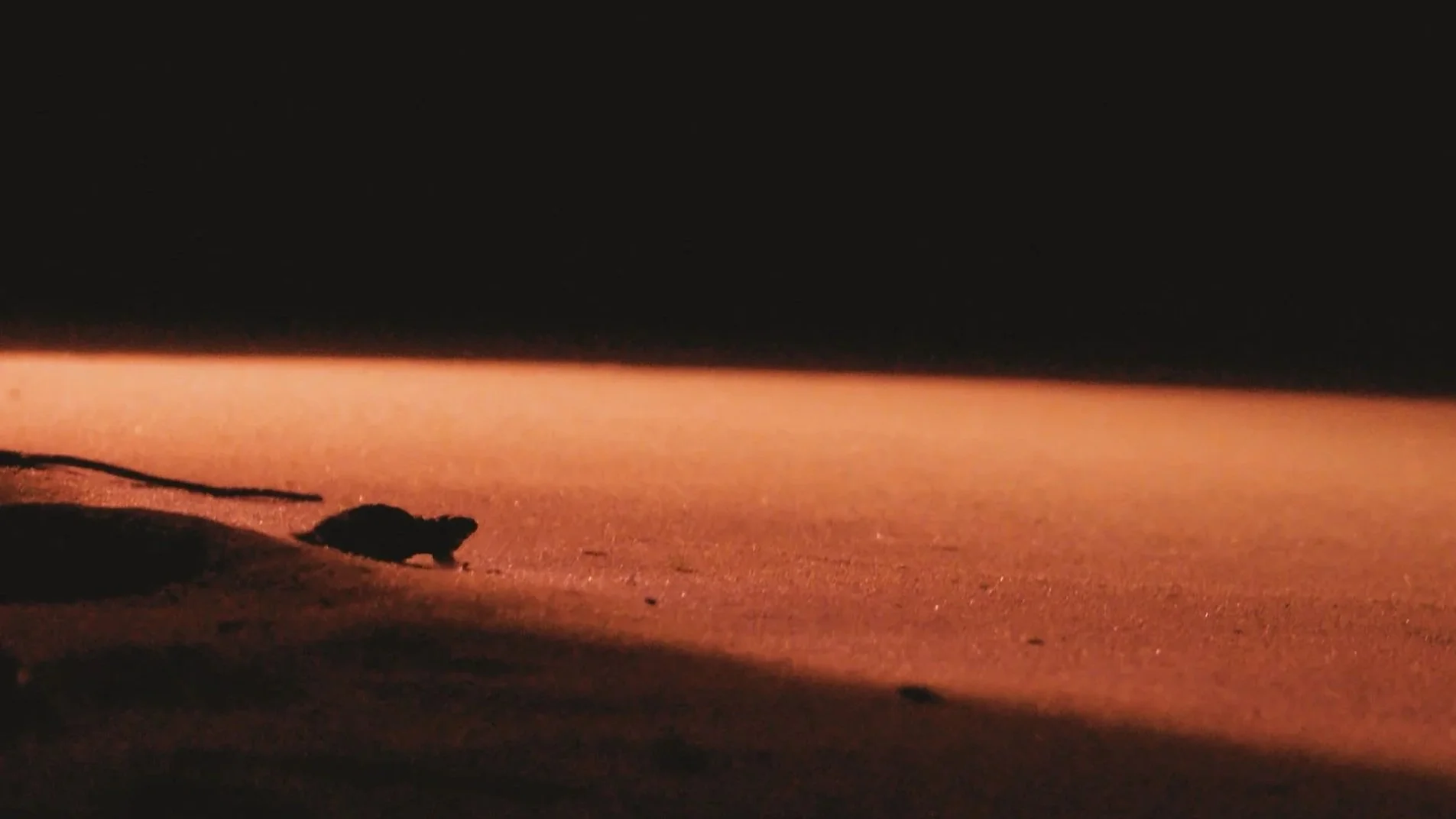 Olive Ridley Hatchling - Galgibaga Beach - WildArtWorks