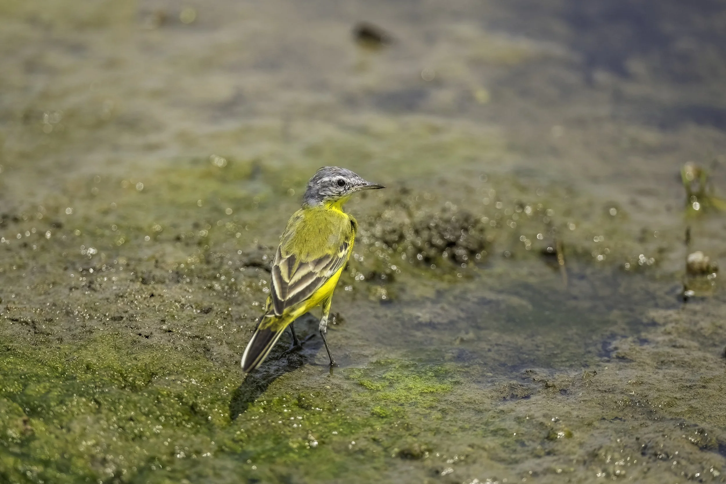 Western Yellow Wagtail - Bhigwan Bird Sanctuary - WildArtWorks